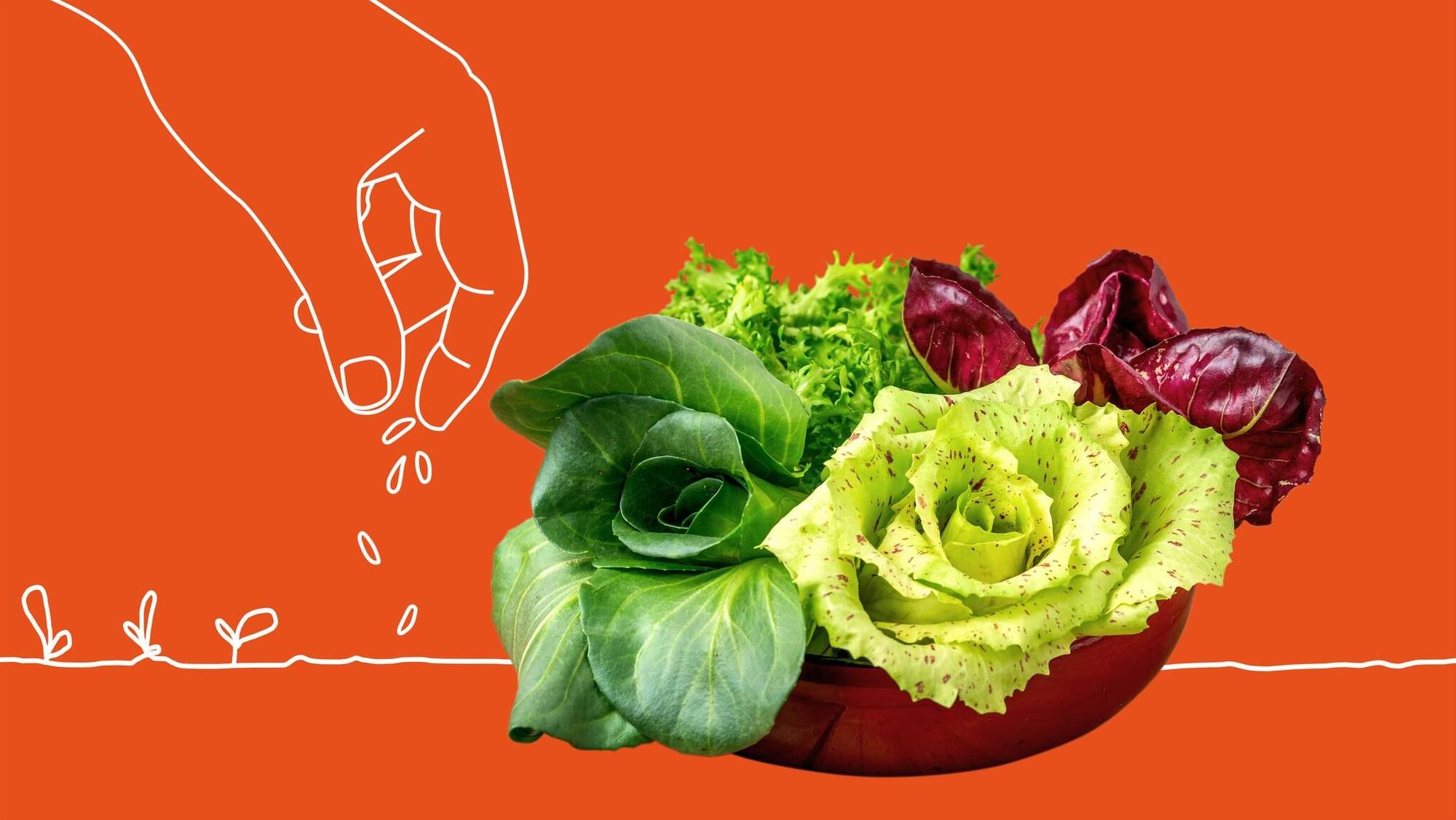 Die Vielfalt des Südens: Herbst-Salate wie Radicchio oder Zuckerhut sollte man schon jetzt säen. RND