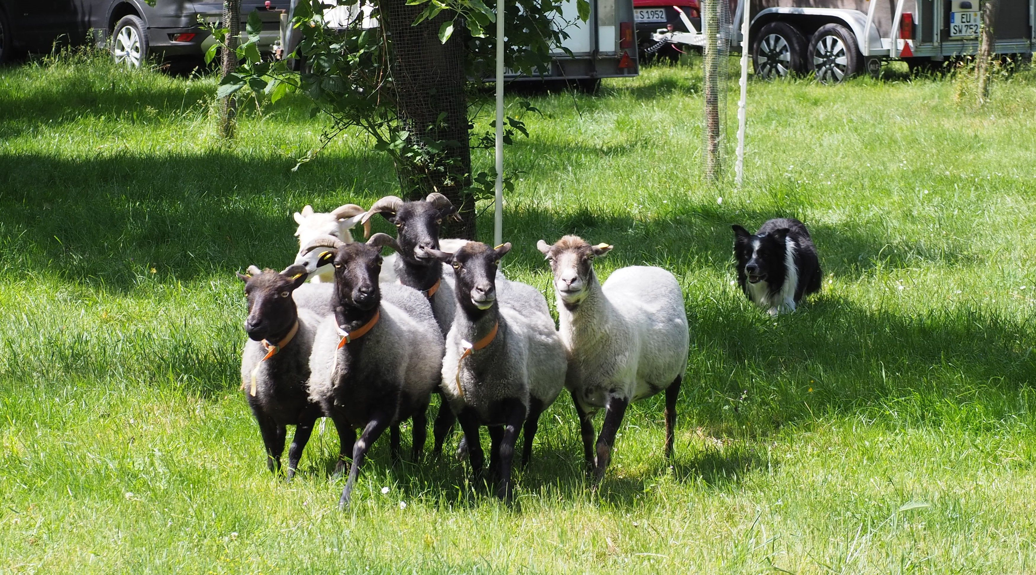 Ein Hütehund treibt ein Gruppe Schafe vor sich her.
