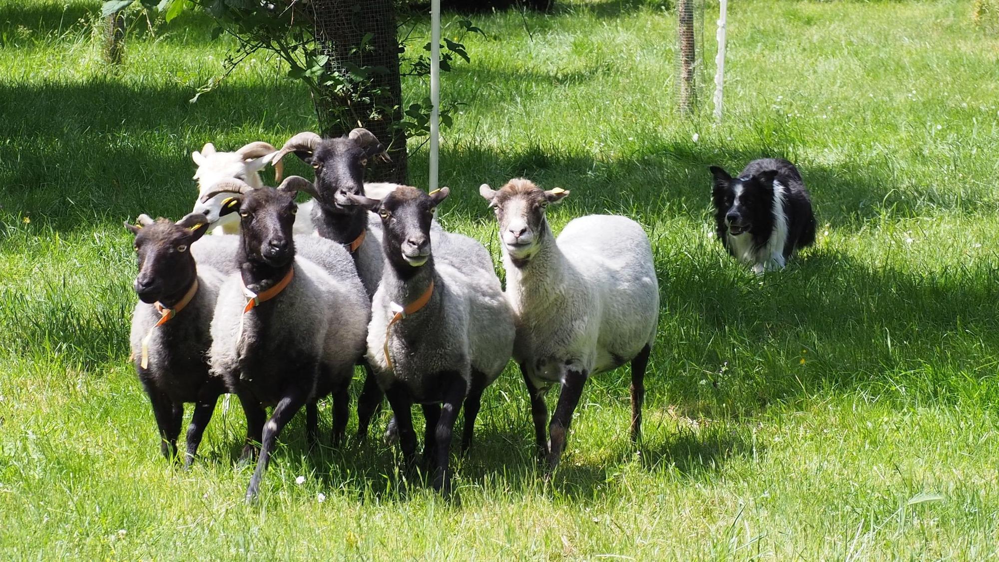 Ein Hütehund treibt ein Gruppe Schafe vor sich her.