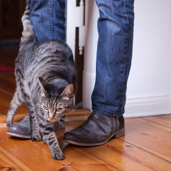 Eine Katze schmiegt sich an die Beine eines Mannes