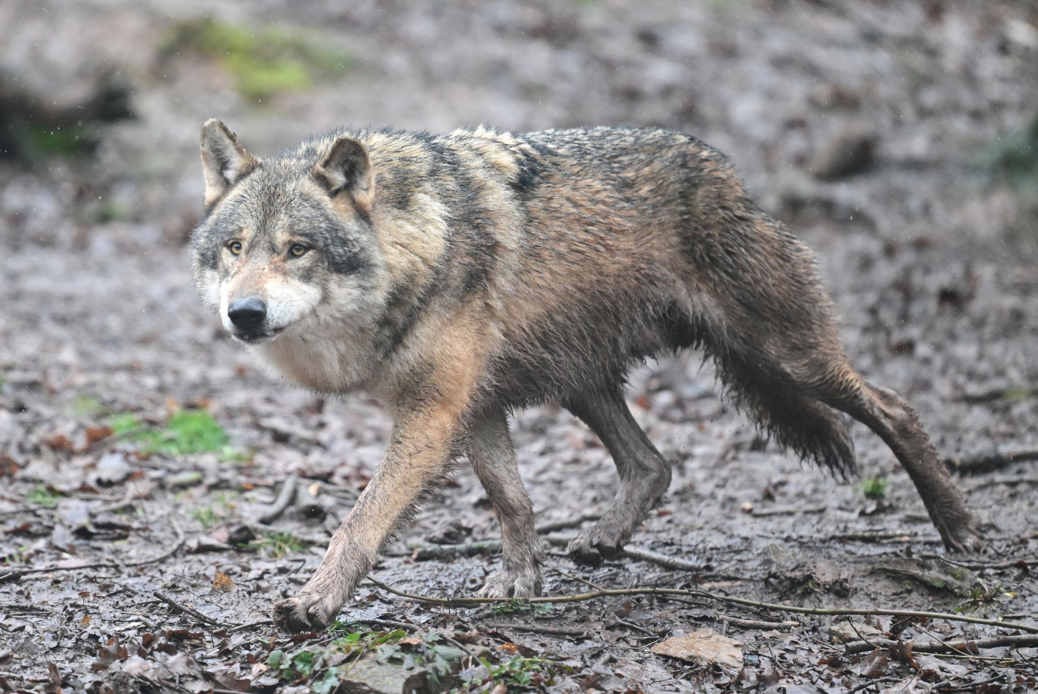 intensive-jagd-auf-w-lfe-population-in-der-schweiz-w-chst-trotzdem-auf-350-tiere