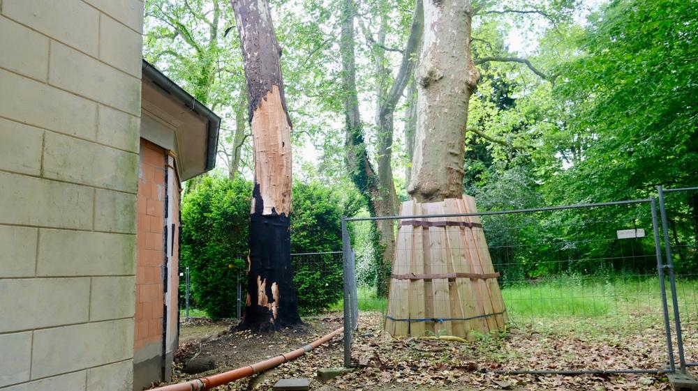 Streit um Platane am Bahnhof Belvedere: Machtkampf statt Baumschutz ...