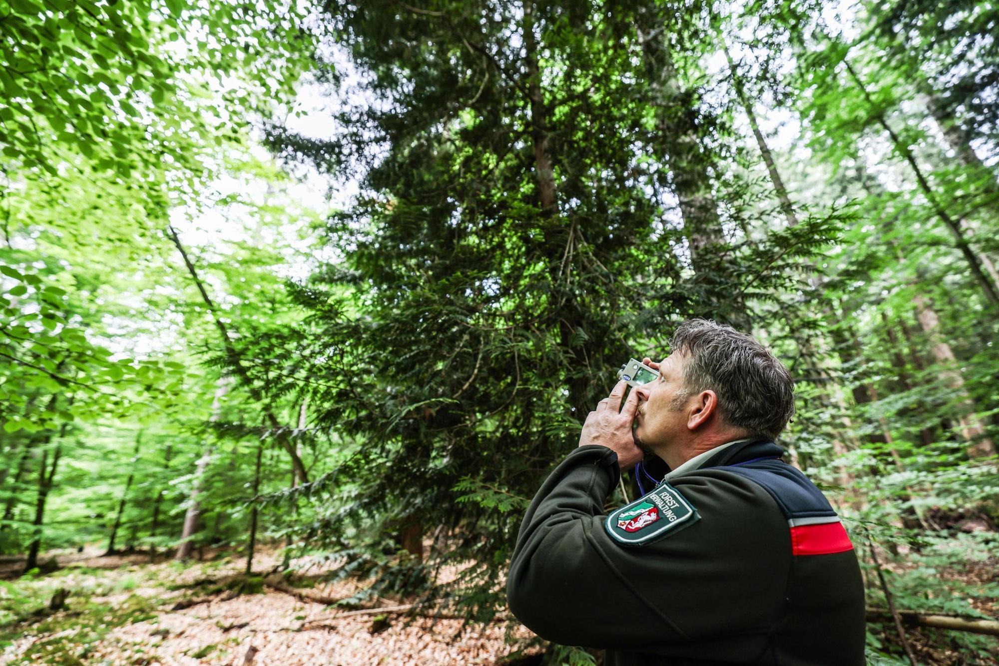 „Kohlenstoffinventur“ im Königsforst