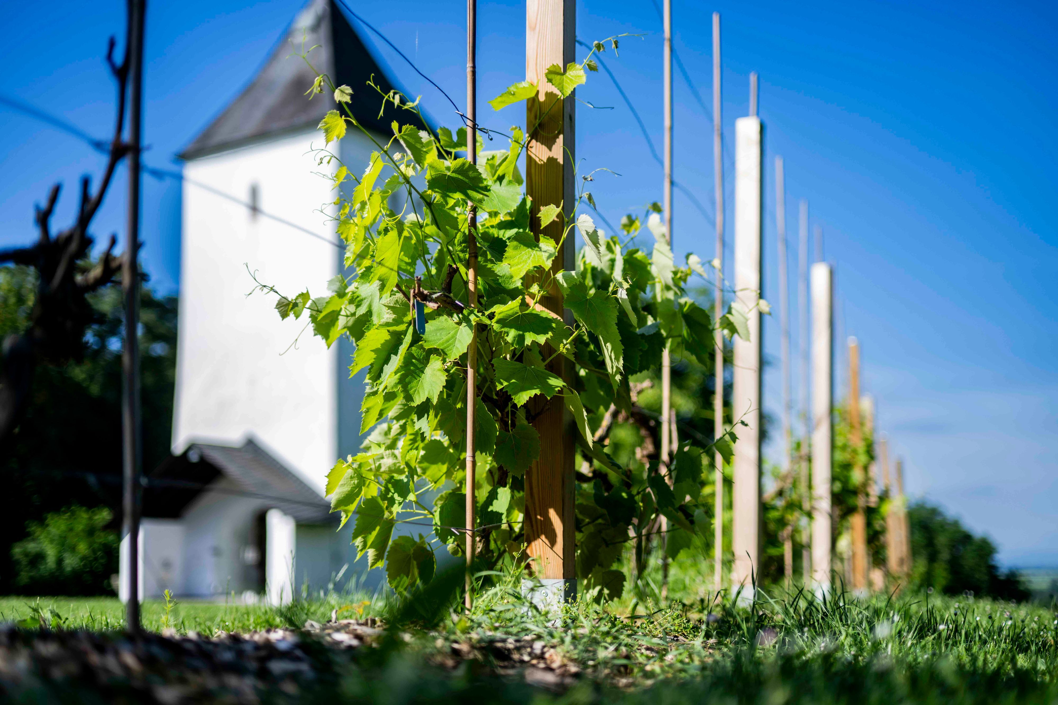 Hinter dem Weinstock ist der Swister Turm in Weilerswist zu erkennen.