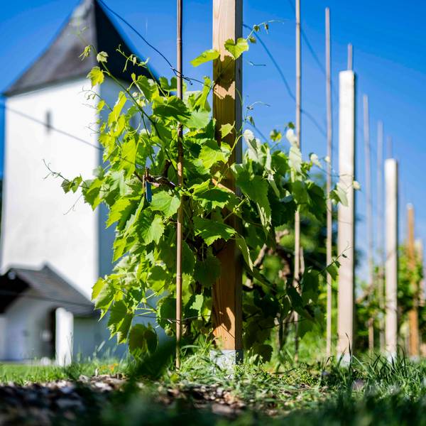 Hinter dem Weinstock ist der Swister Turm in Weilerswist zu erkennen.