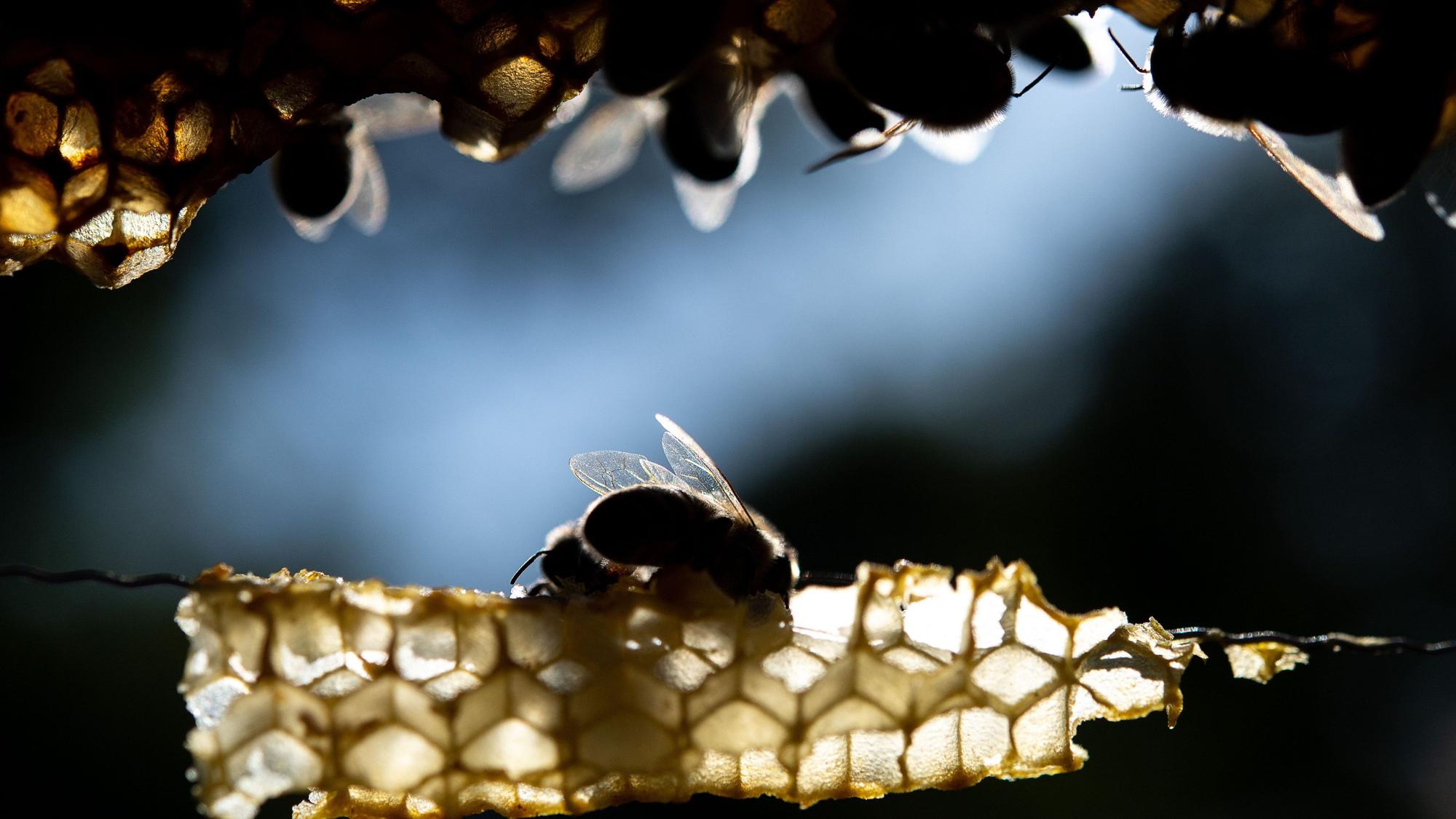 Honigbienen sitzen auf einer Wabe. (Symbolbild)