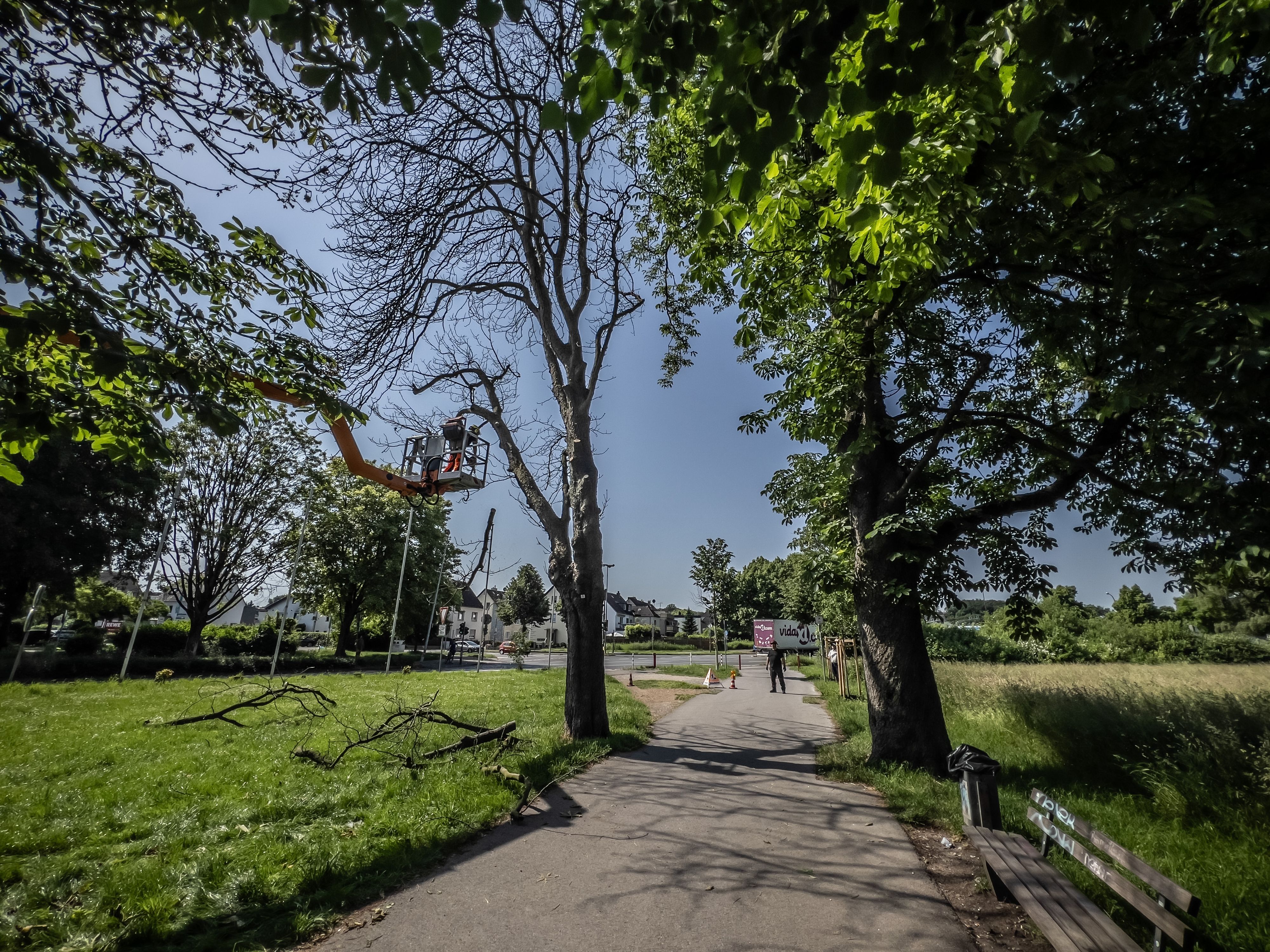 Fällung einer Kastanie auf der Kastanienallee  OpladenBild: Ralf Krieger