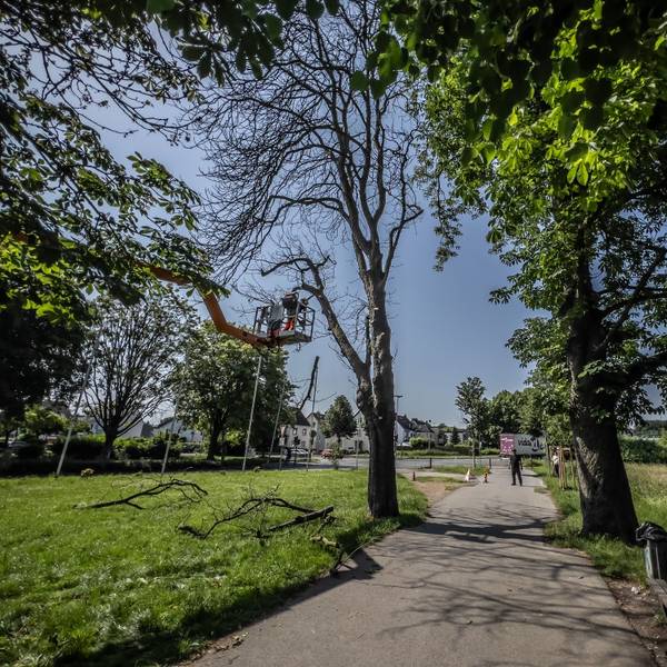 Fällung einer Kastanie auf der Kastanienallee OpladenBild: Ralf Krieger