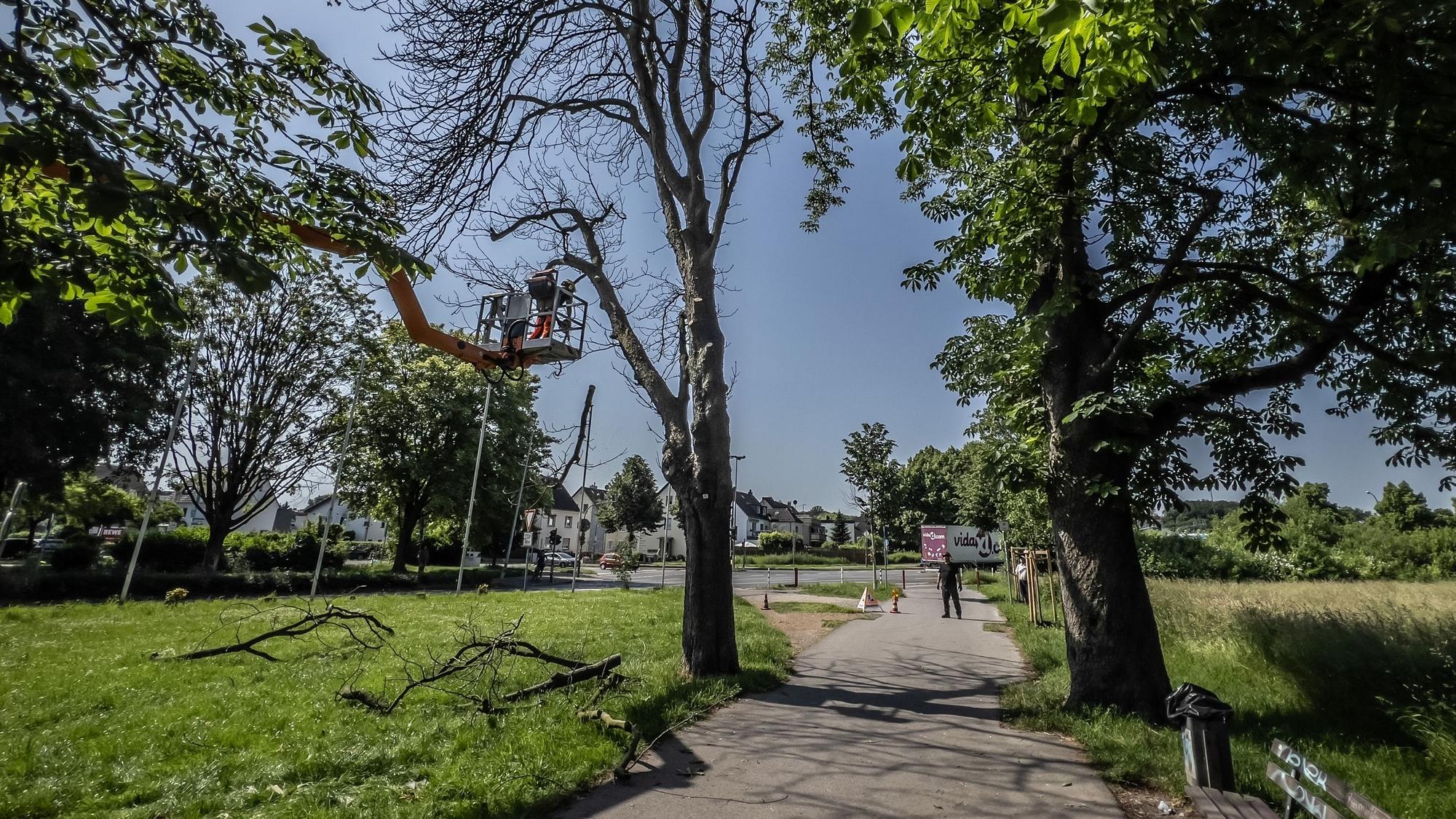 Fällung einer Kastanie auf der Kastanienallee OpladenBild: Ralf Krieger