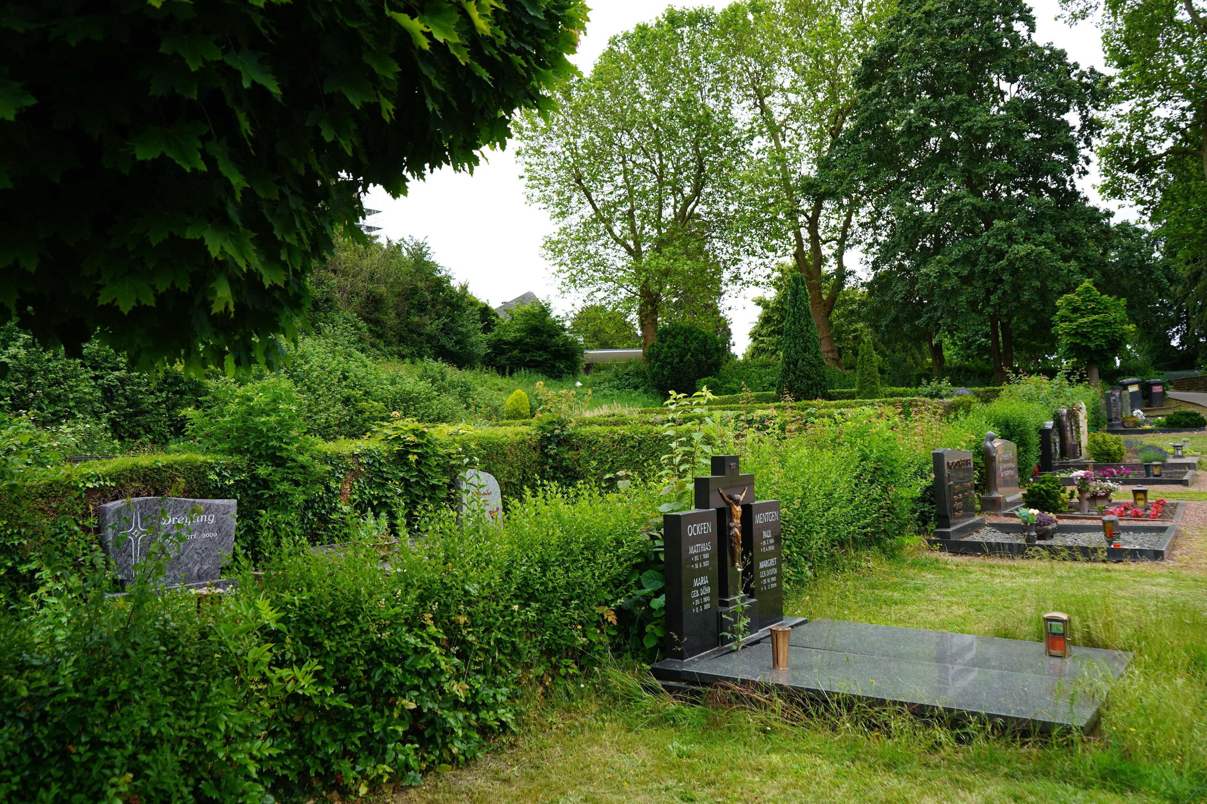 Das Bild zeigt den Friedhof in Bergheim. Eine Reihe von Gräbern, dahinter eine Hecke.