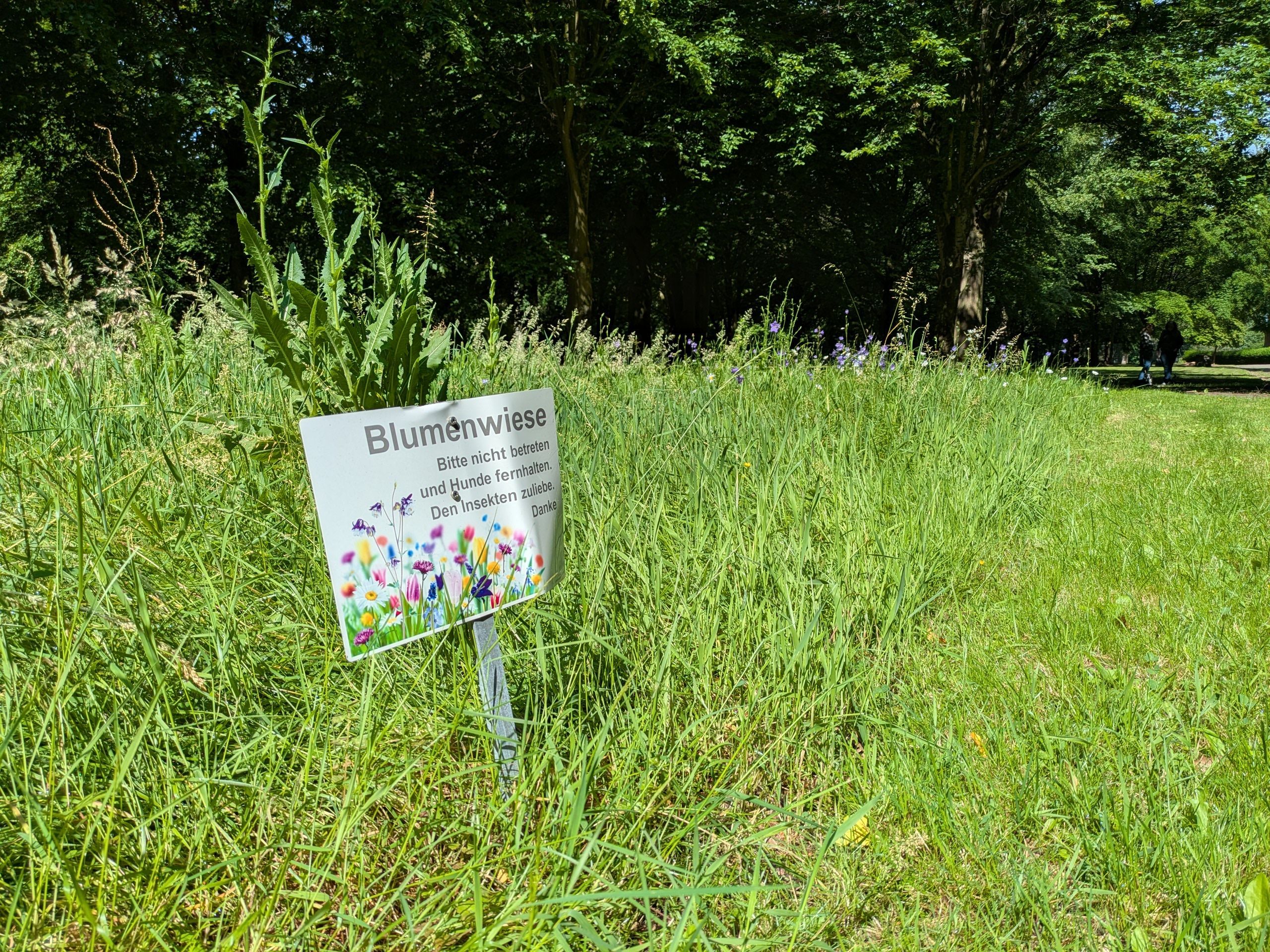 Eine Blühwiese auf dem Friedhof Reuschenberg