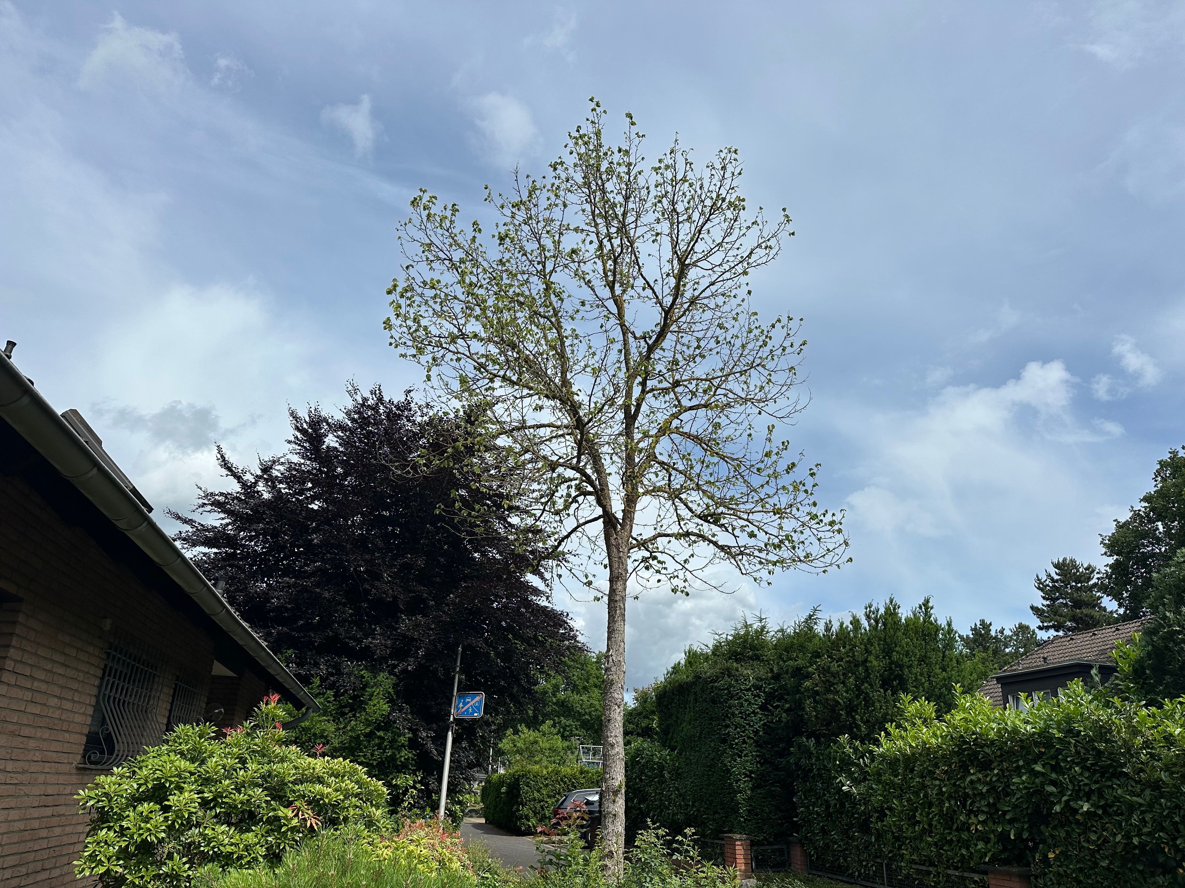 Auch diese mickrige Baumhasel spendet keinen Schatten oder Kühle an heißen Tagen. Ihre Baumscheibe an der Straße ist zu klein und das Umfeld falsch.