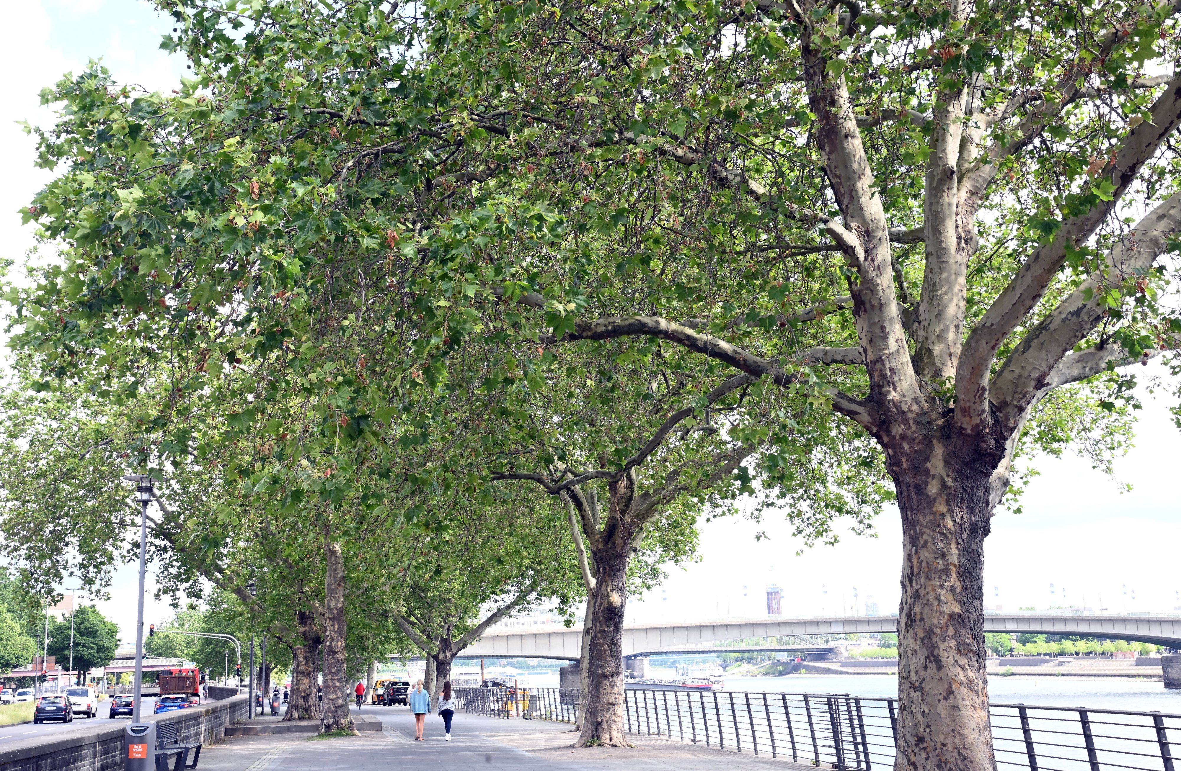 Die Platanen am Rheinufer zwischen Schokoladenmuseum und Deutzer Brücke haben vermehrt braune Blätter.