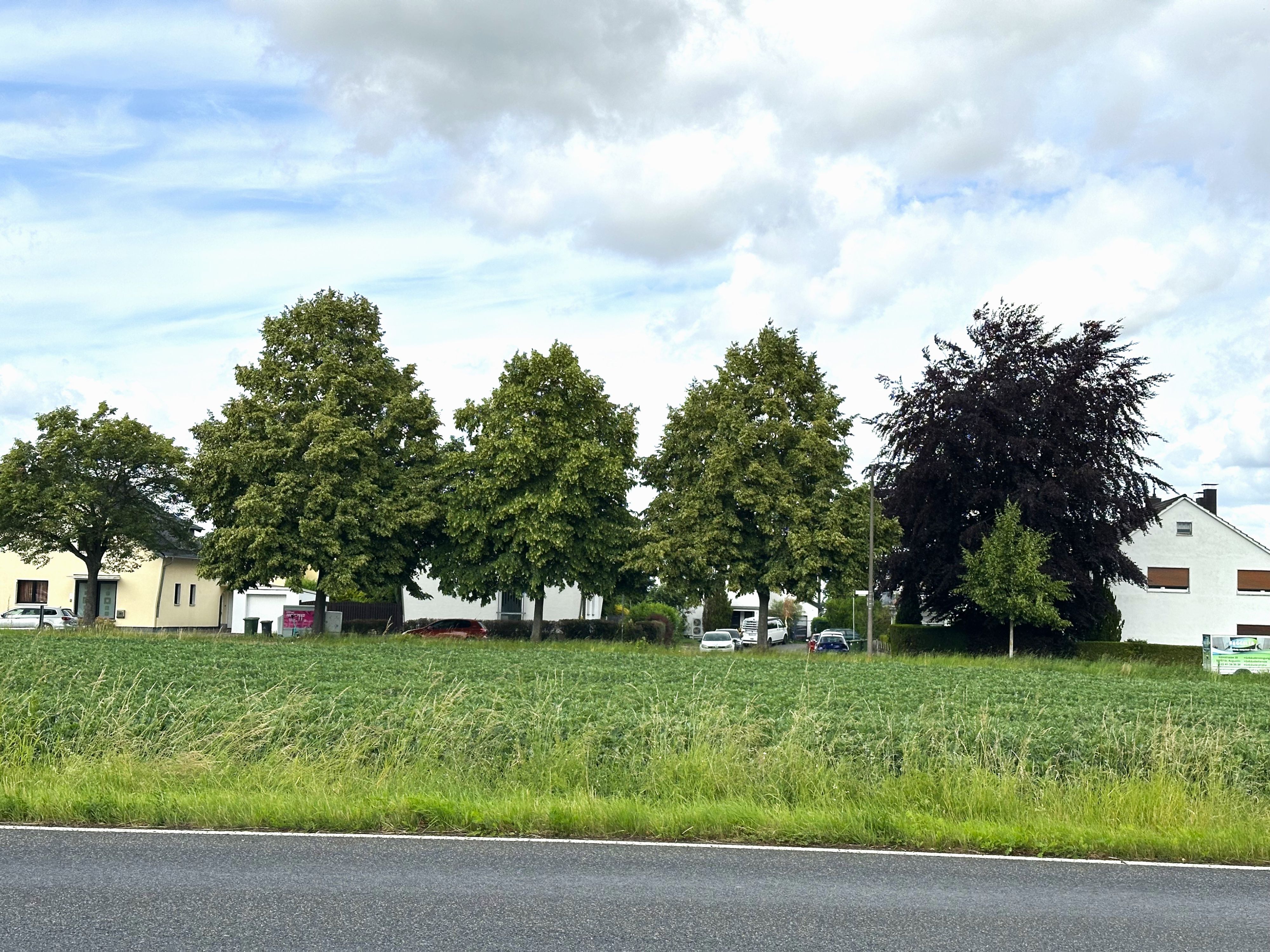 So sehen prächtige Bäume in der Kölnstraße in Hangelar aus, die ihre Heimat in unseren Breitengraden haben.