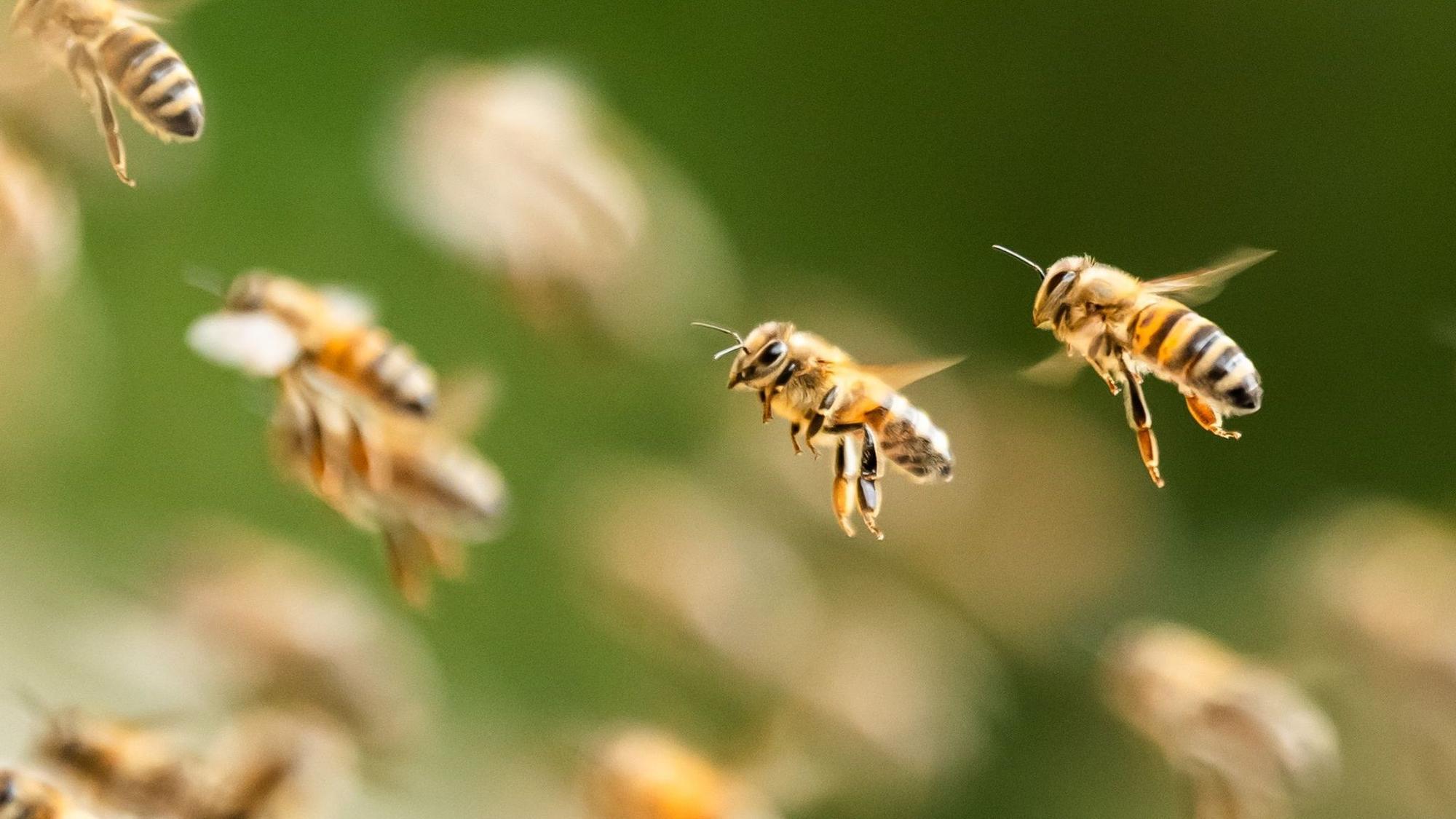 Bienenschwarm