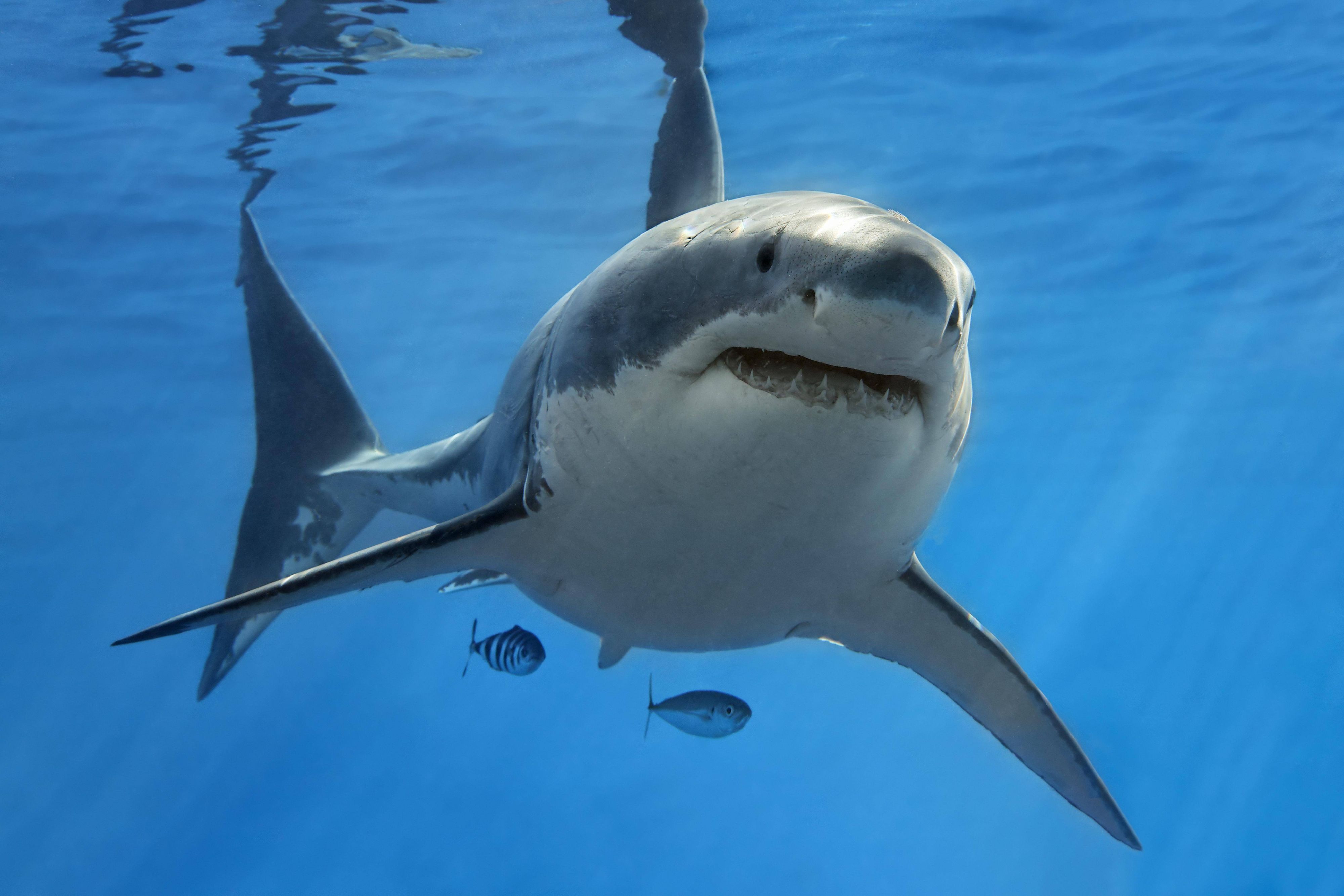 Ein erwachsener Weisser Hai (Carcharodon carcharias) schwimmt im offenen Meer.