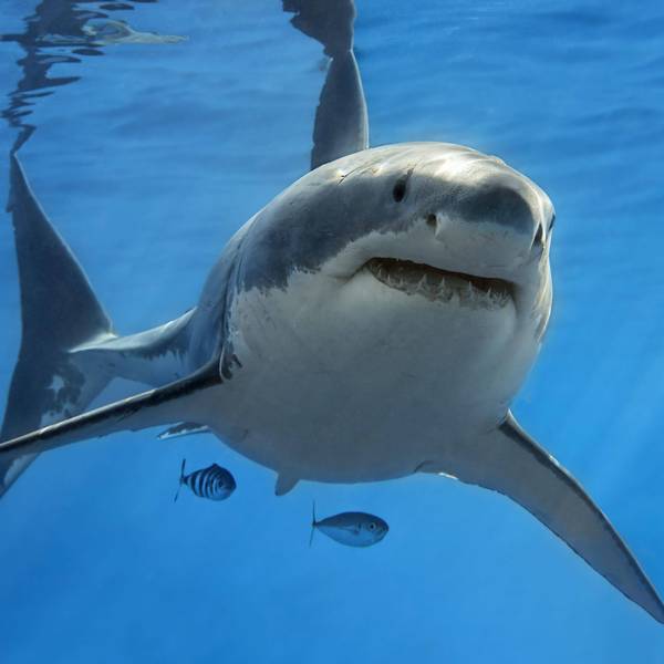 Weisser Hai (Carcharodon carcharias), schwimmt im offenen Meer.