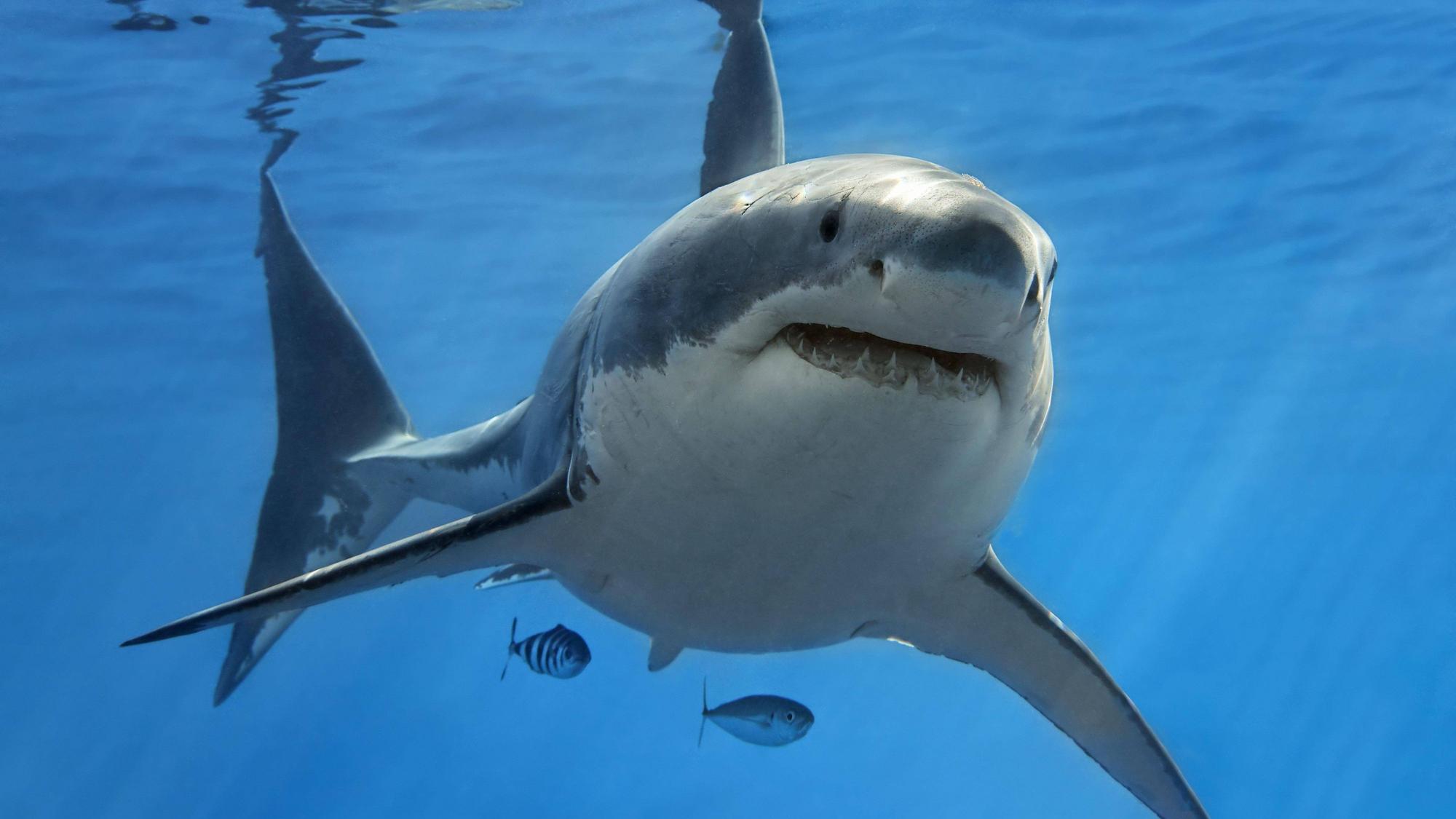 Ein erwachsener Weisser Hai (Carcharodon carcharias) schwimmt im offenen Meer.