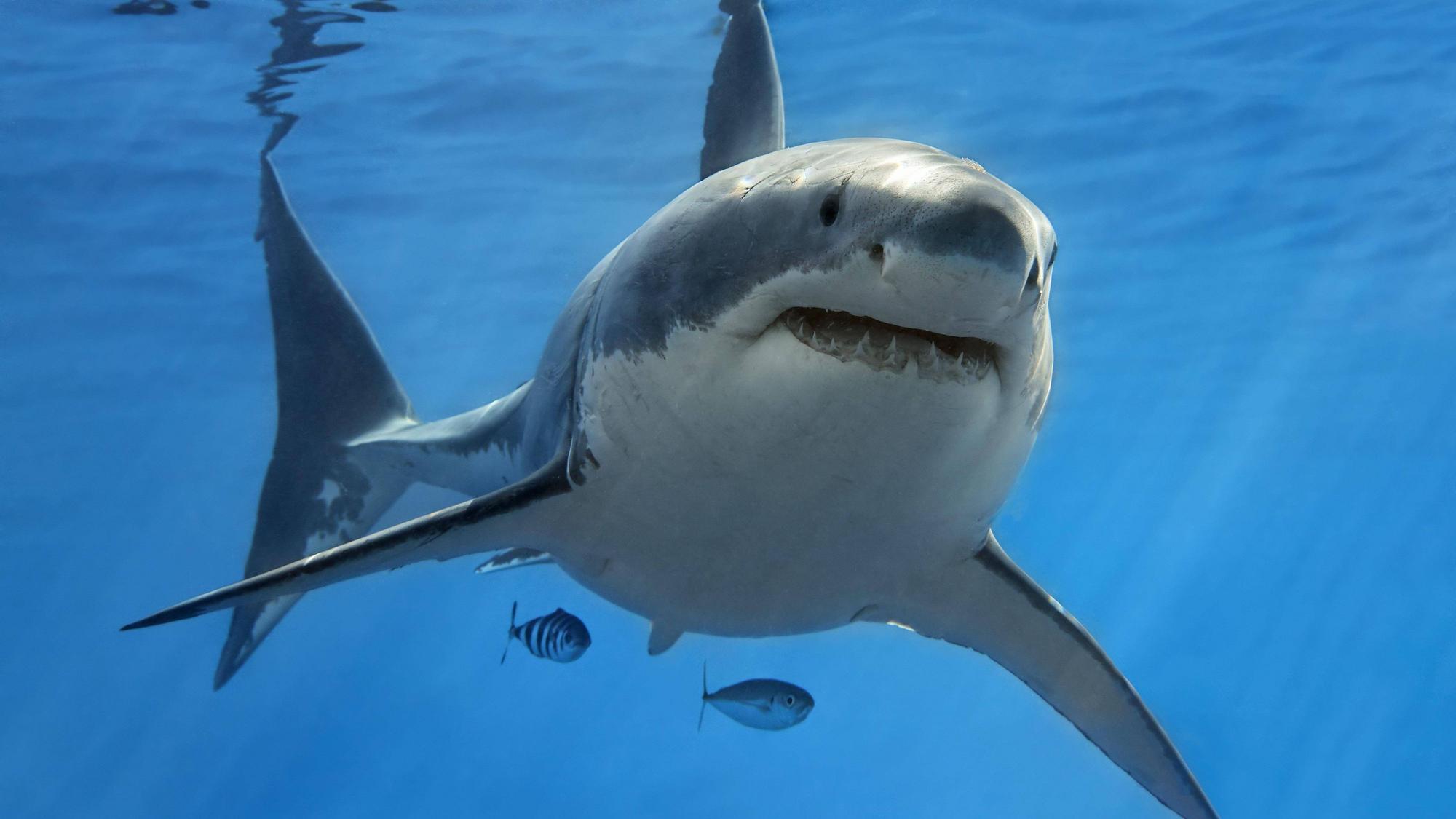 Weisser Hai (Carcharodon carcharias), schwimmt im offenen Meer.
