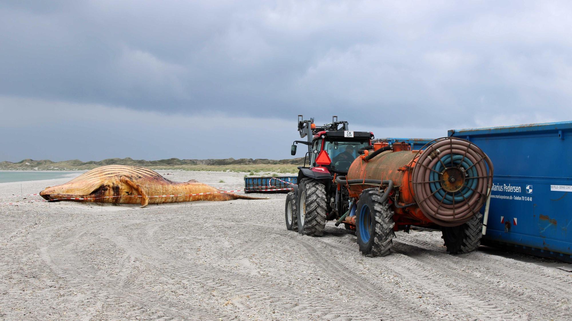Ein Traktor mit Tankanhänger steht neben einem Container. Dahinter ist der tote Wal am Strand zu sehen. (Archivbild)