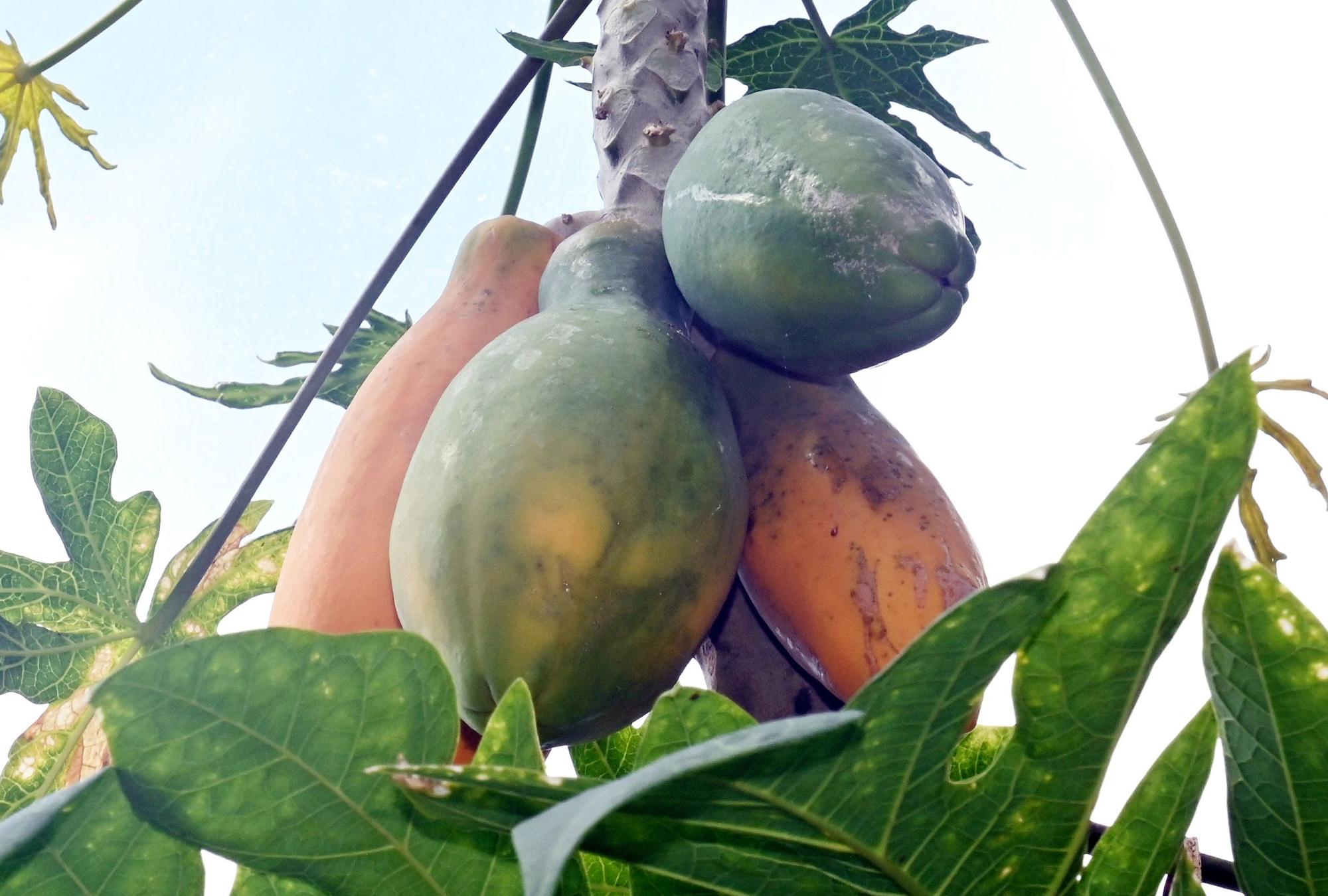 Papayas gedeihen prächtig.