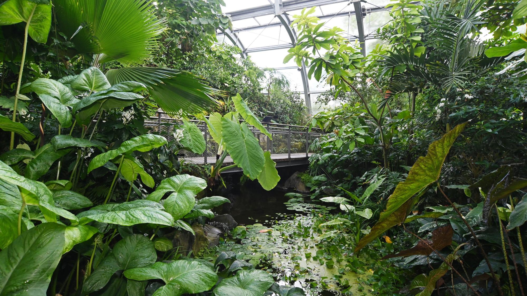 Brücken und Wasser prägen das Tropenhaus. Hier ist es etwa 25 Grad warm.