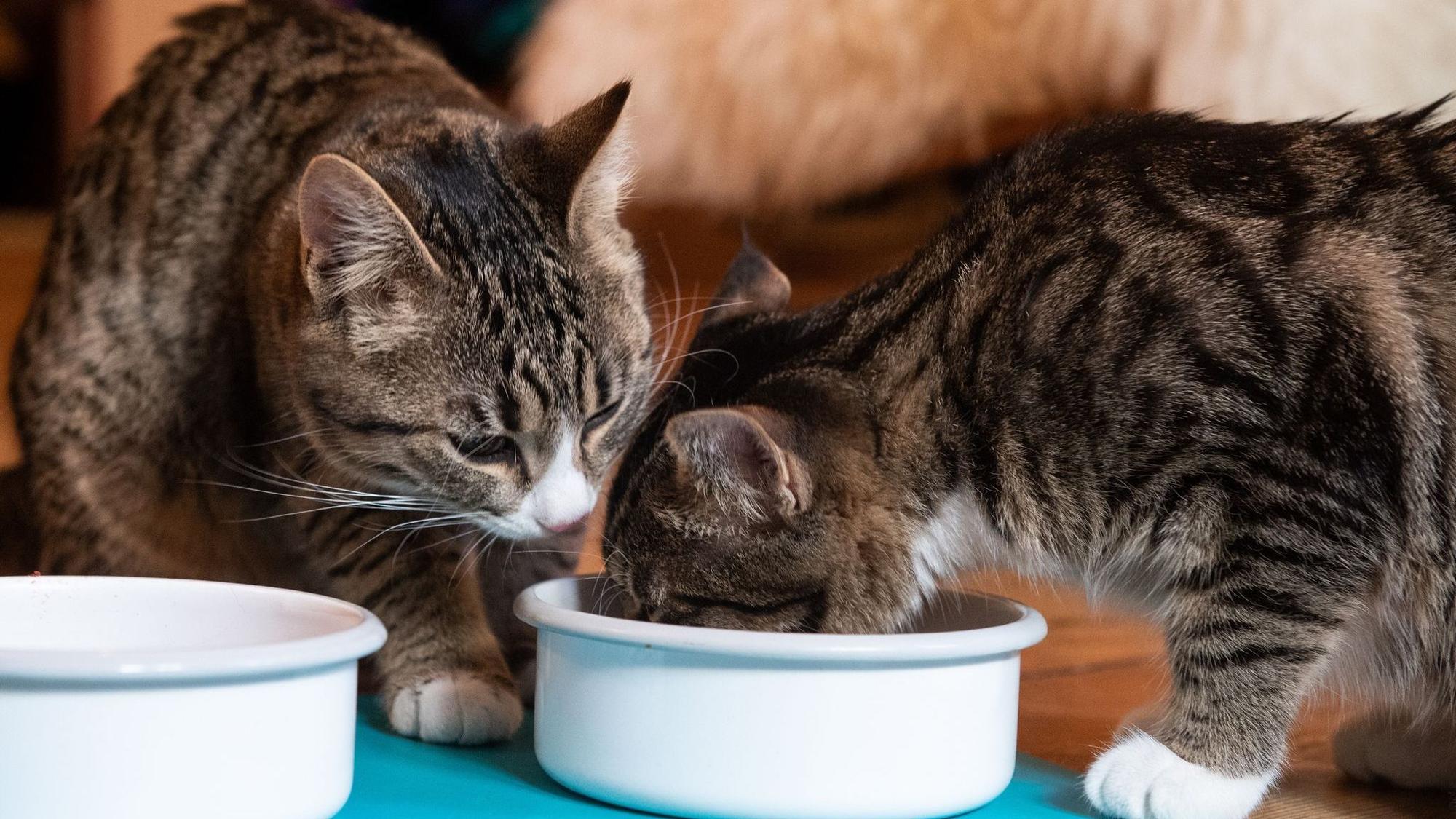 Katzen fressen gemeinsam aus einem Napf