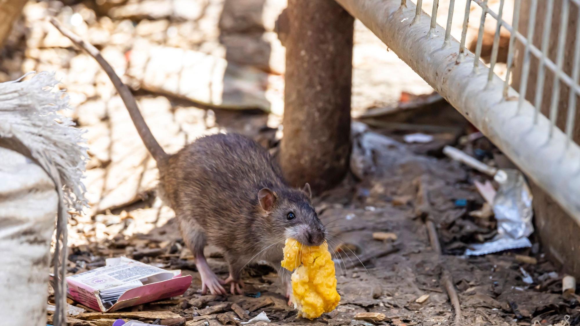 Eine Ratte mit Essensresten im Maul.