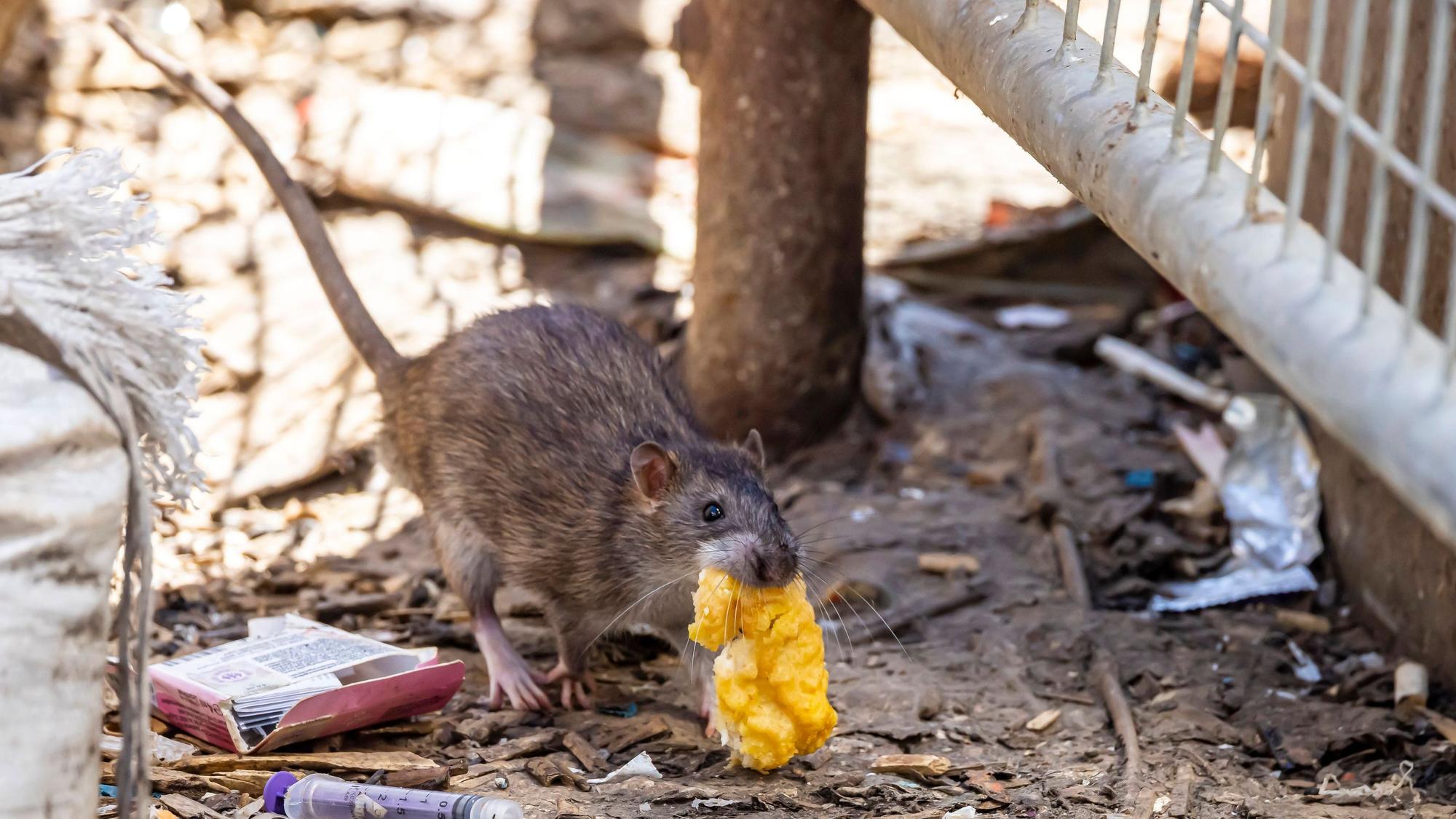 Eine Ratte frisst Müll.
