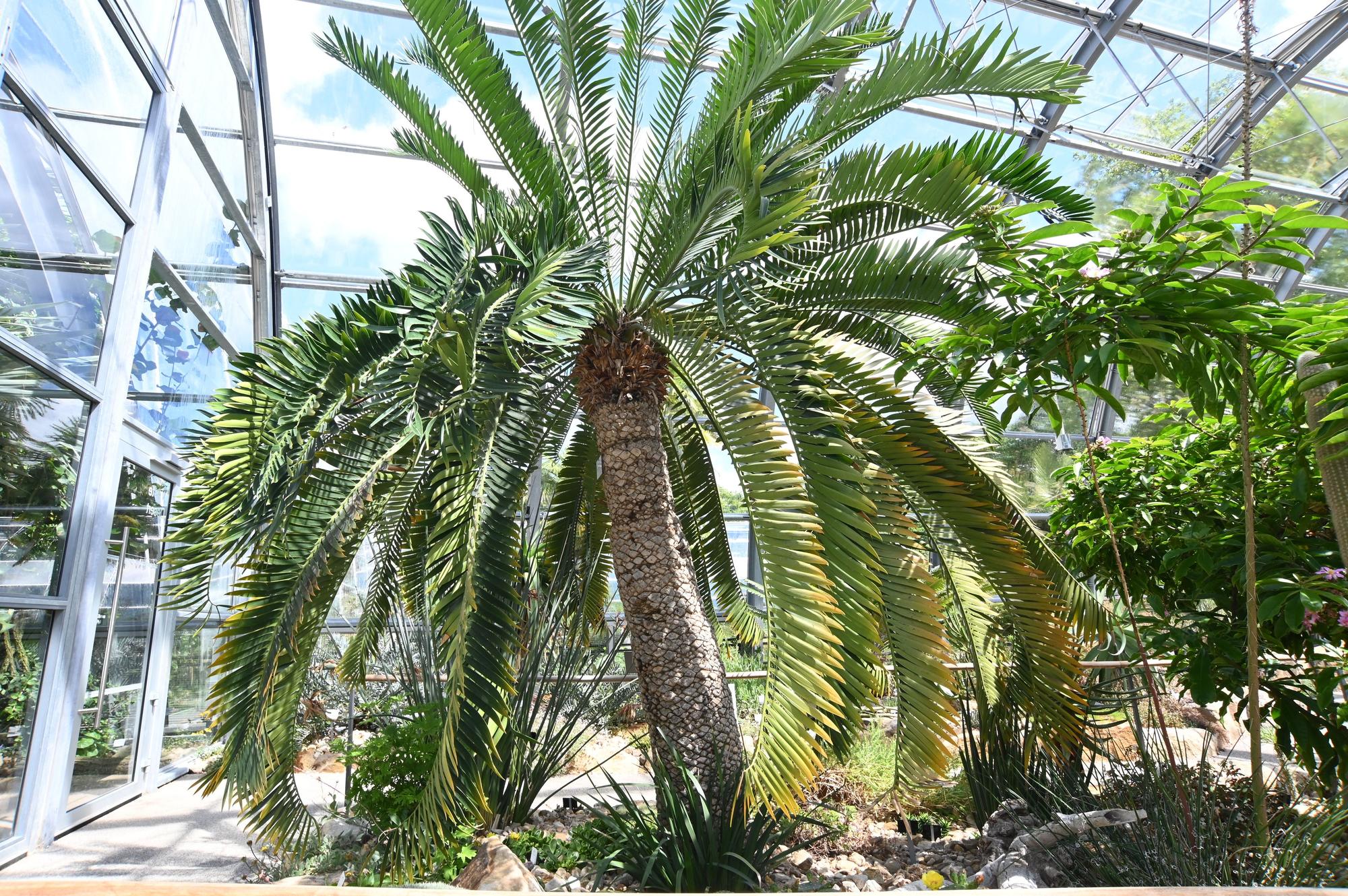Die wohl älteste Pflanze Kölns: Der Brotpalmfarn ist 300 bis 400 Jahre alt.
