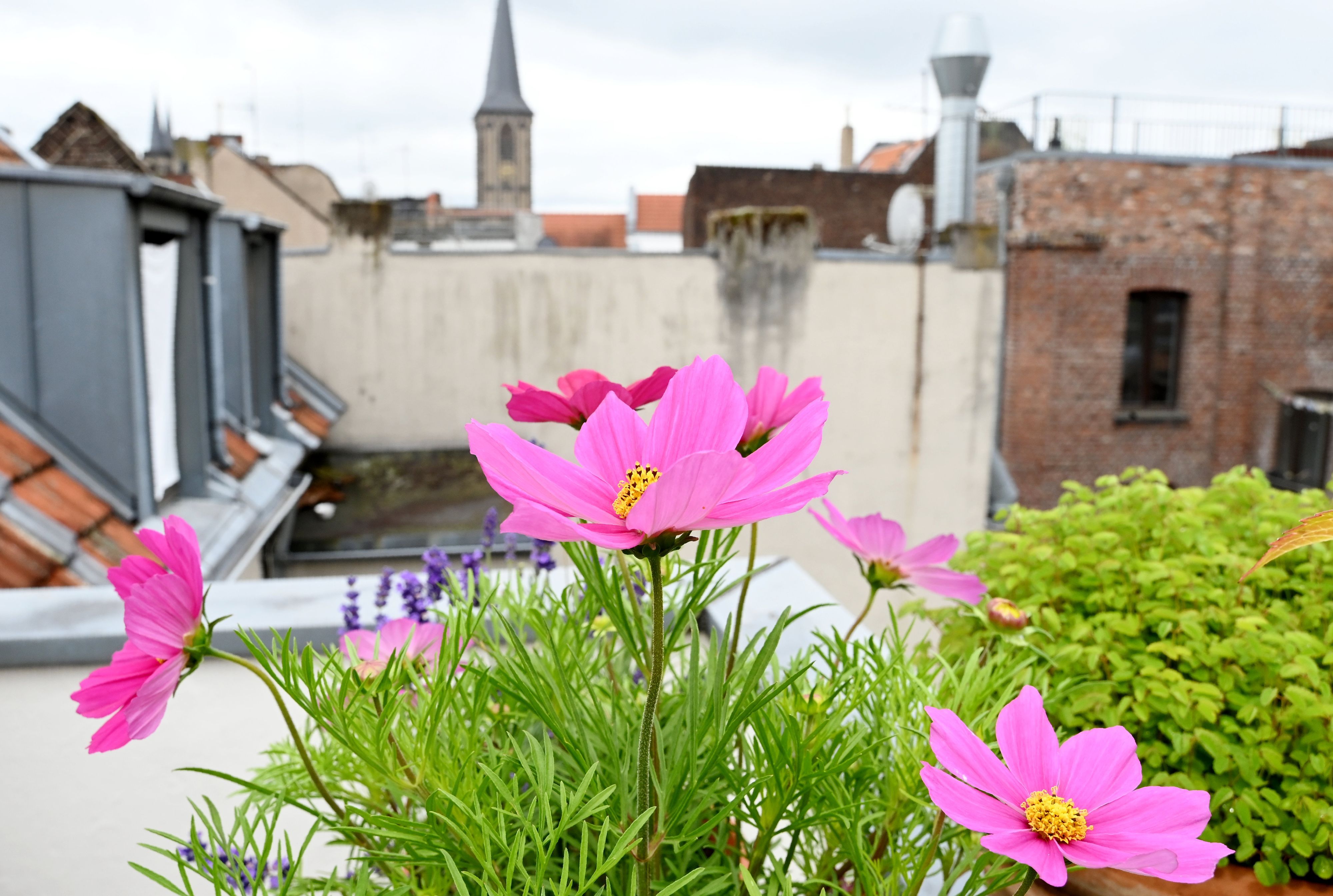 11.06.2026 Köln. Sandra Vohl zeigt ihre Dachterrasse in der Südstadt. Foto: Alexander Schwaiger