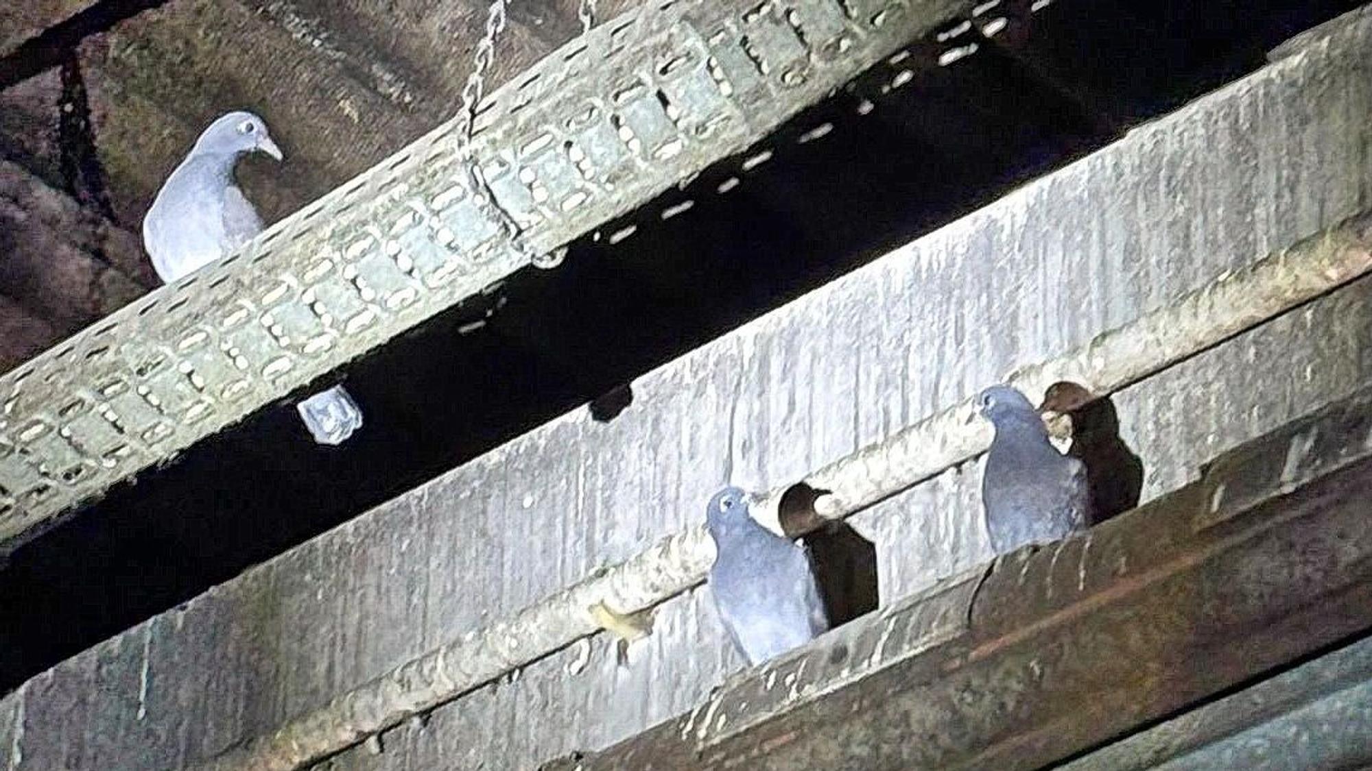 Tauben sitzen auf Stangen in einem Fabrikgebäude unter der Decke.