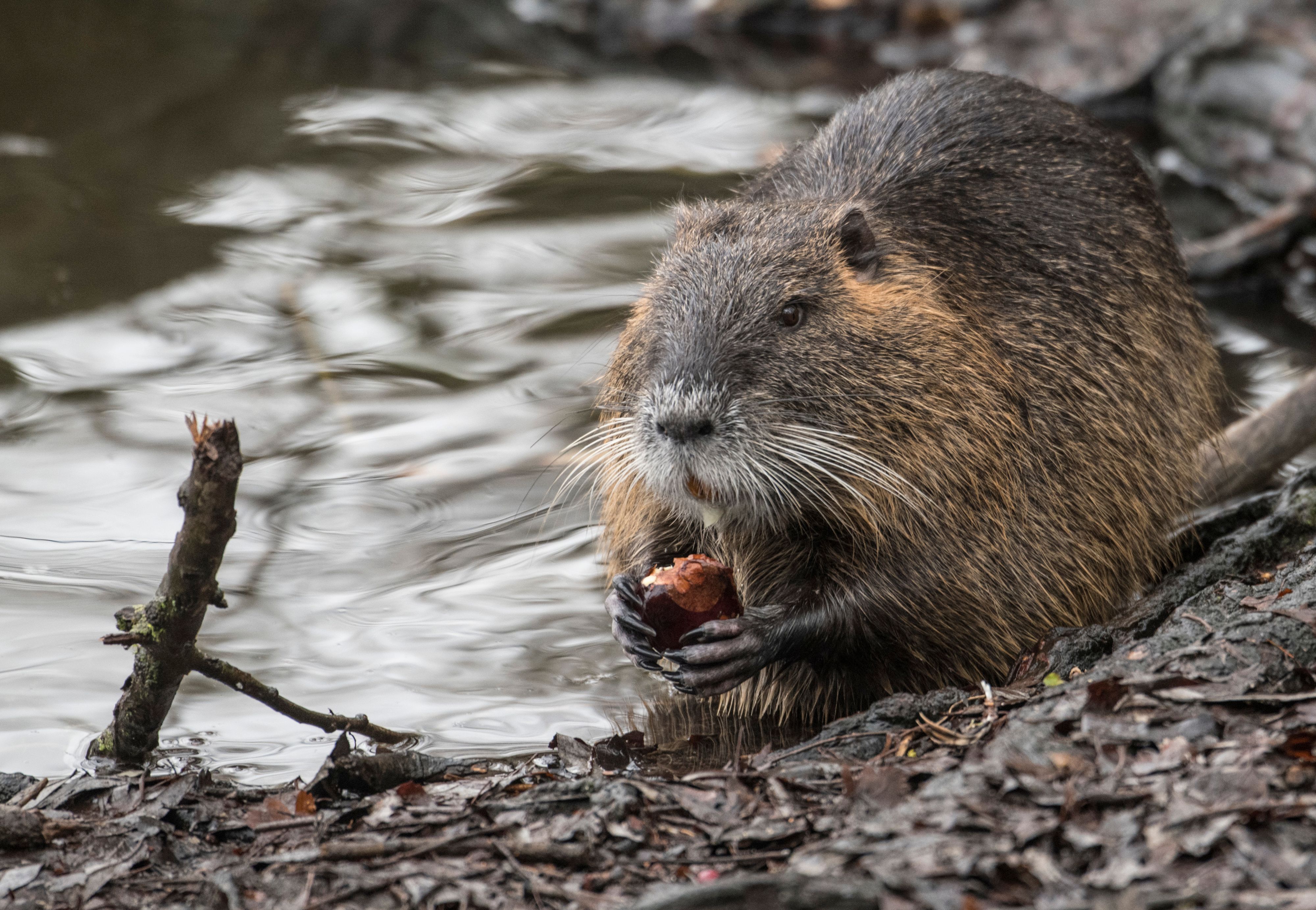 Ein Nutria frisst am Rande eines Teiches eine Kastanie.