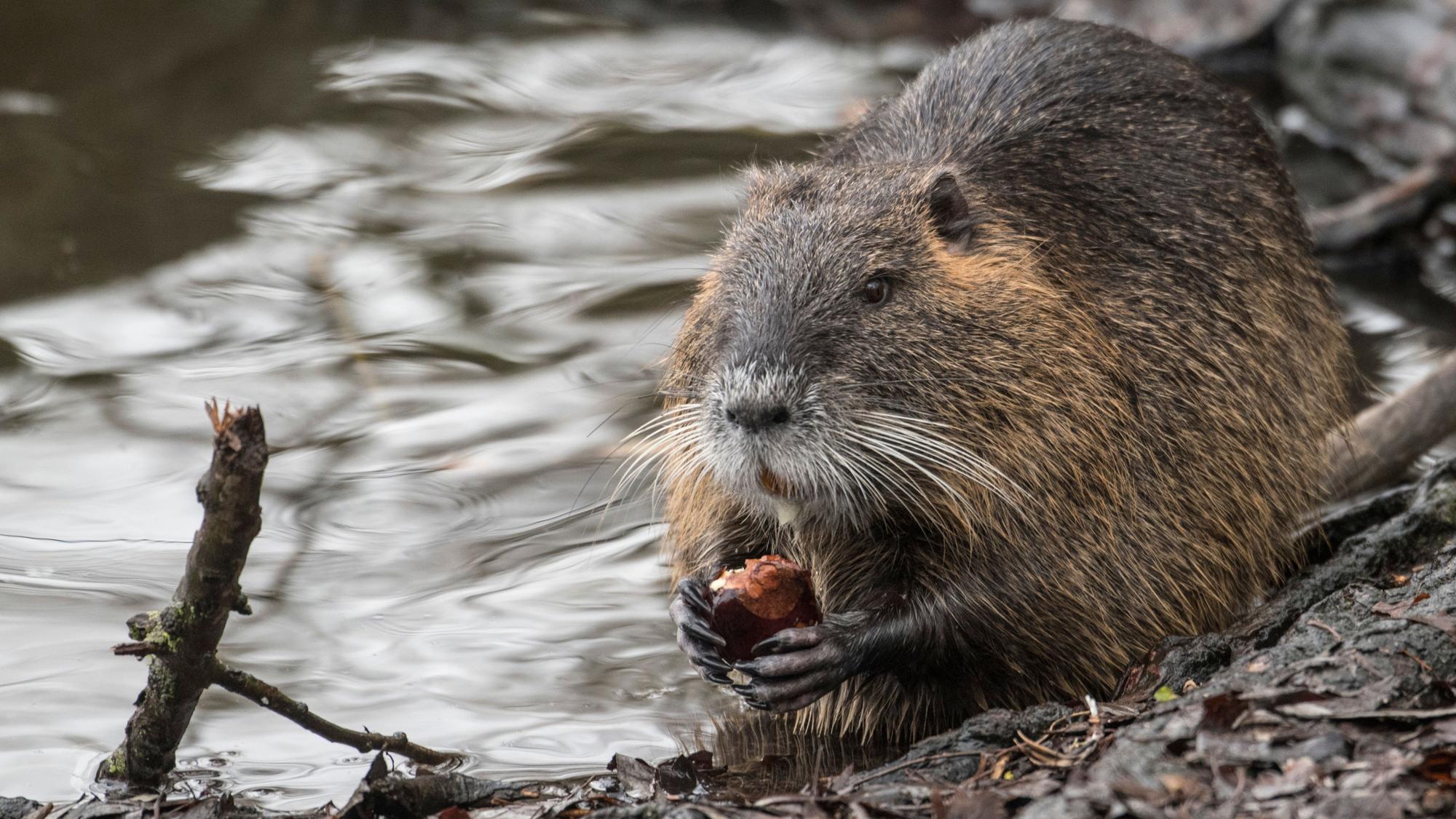 Ein Nutria frisst am Rande eines Teiches eine Kastanie.