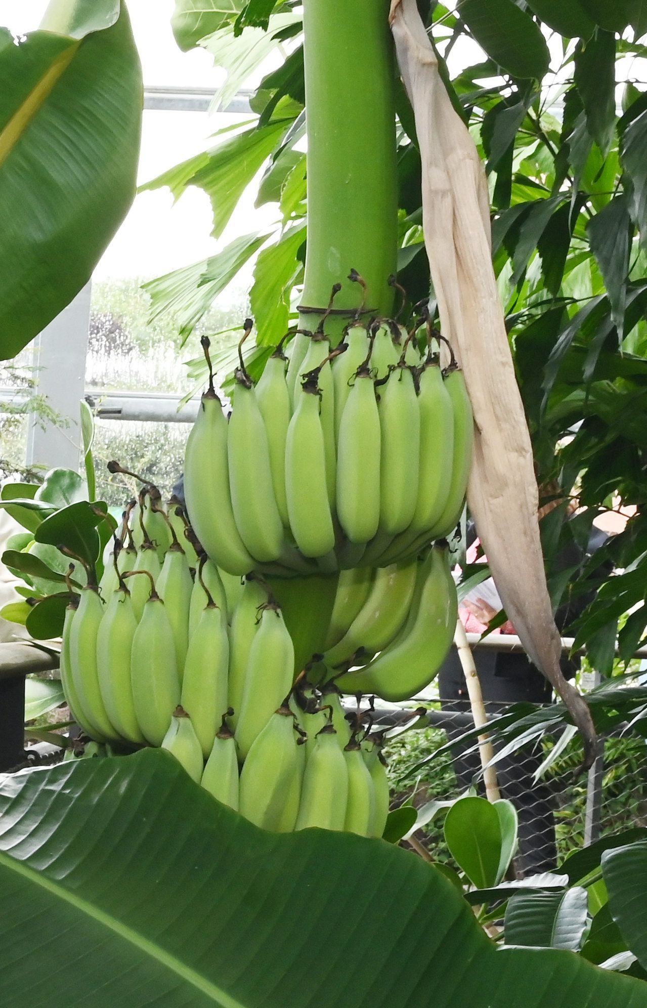 Eine Bananenstaude