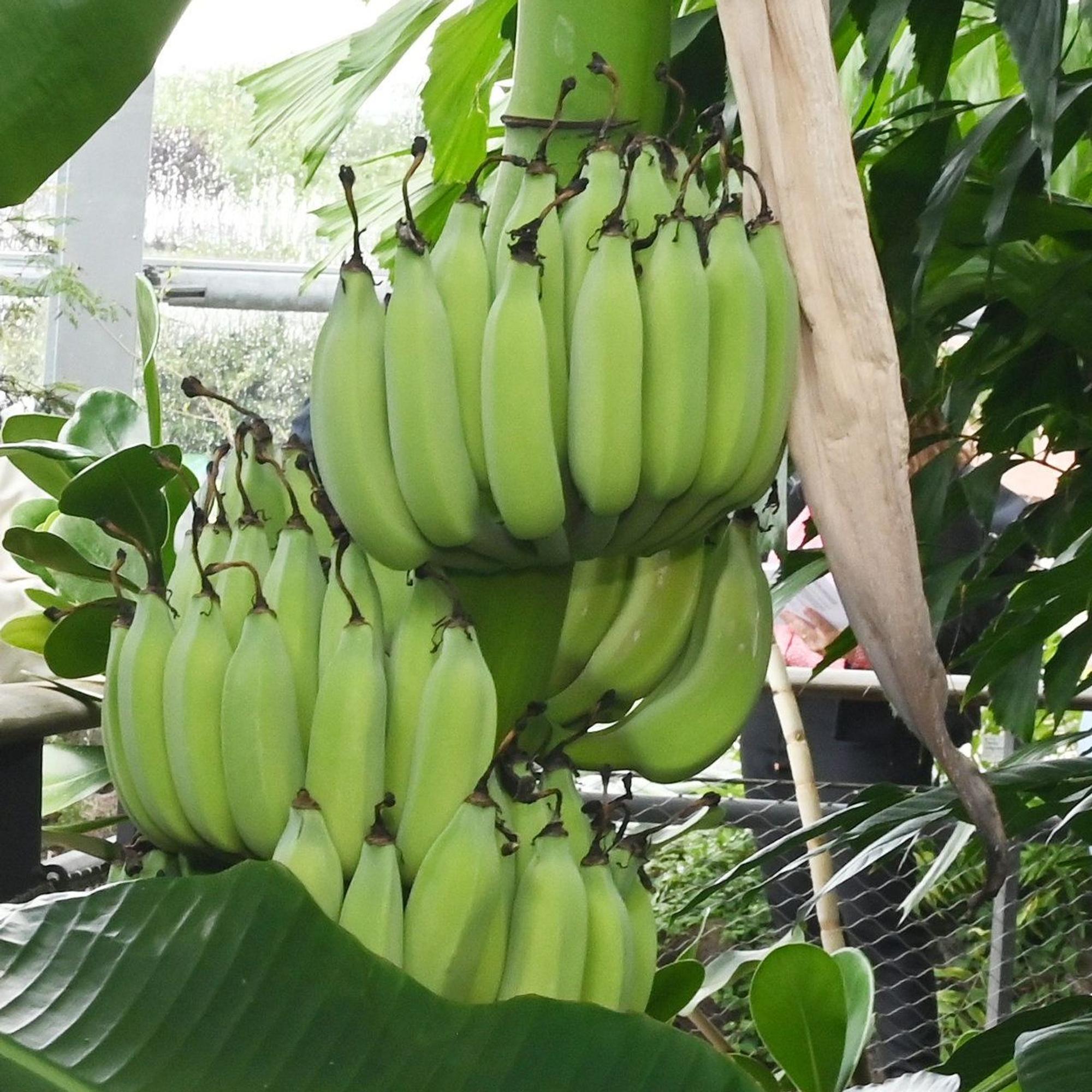 Eine Bananenstaude