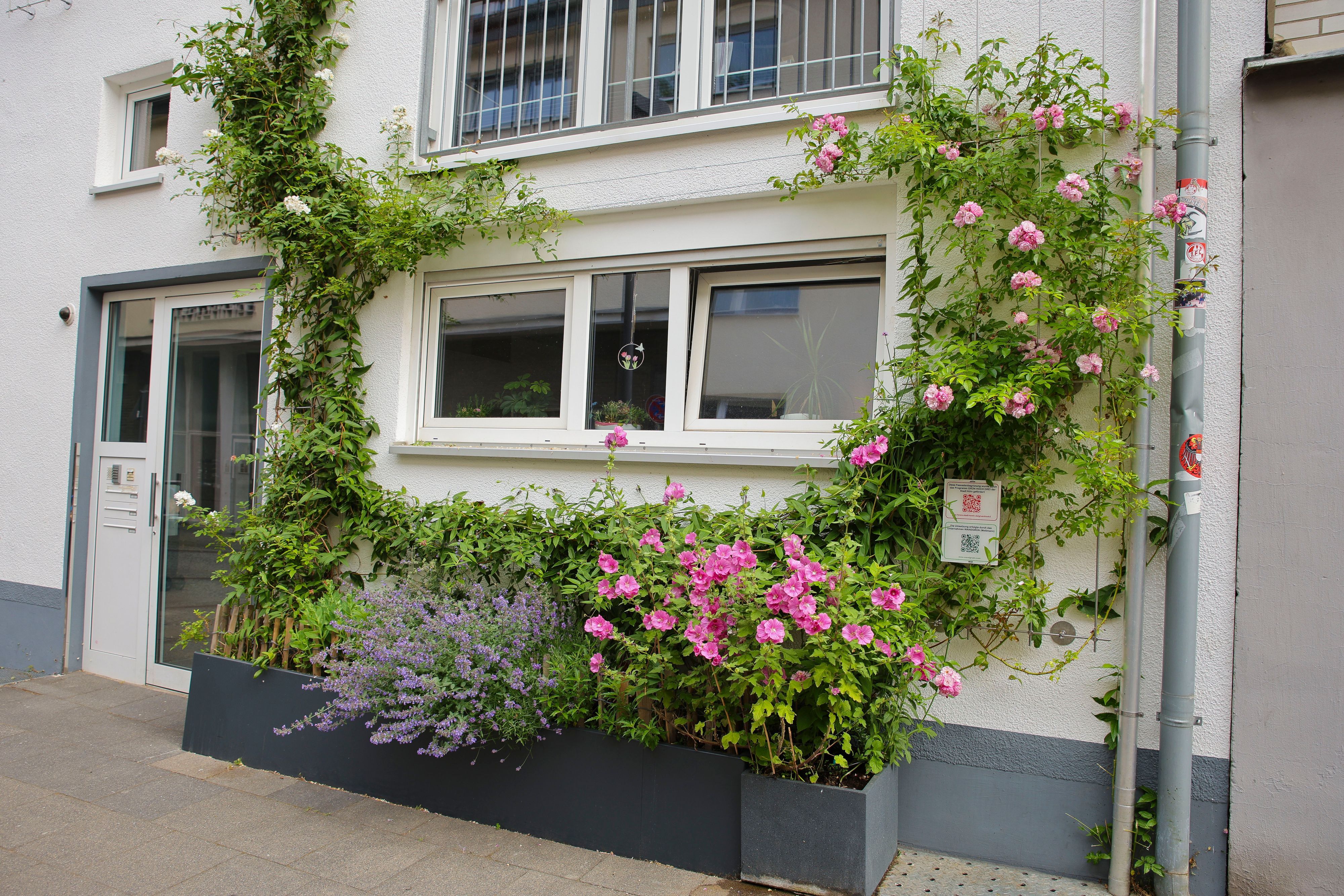 Von der Stadt Köln geförderte Fassadenbegrünung an einem Haus in Deutz.