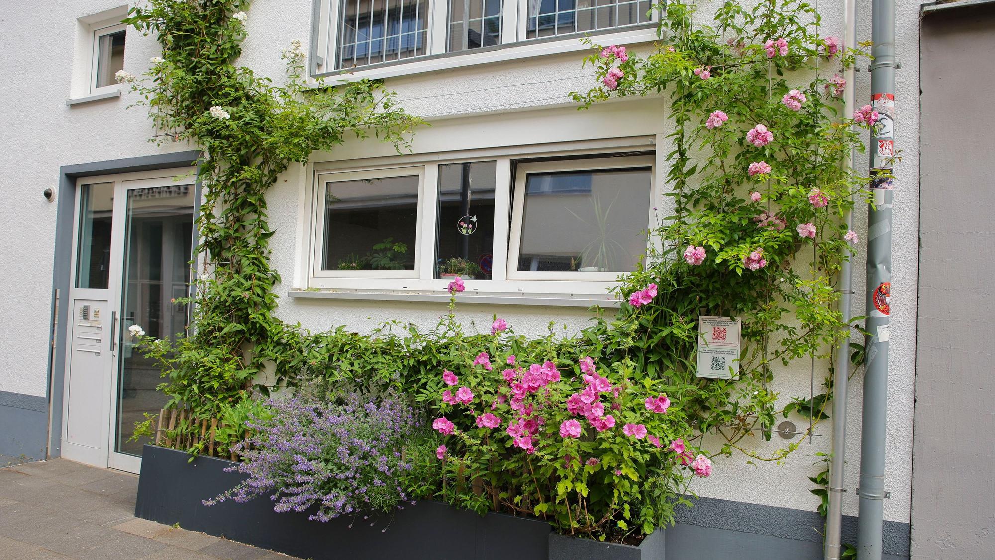 Von der Stadt Köln geförderte Fassadenbegrünung an einem Haus in Deutz.
