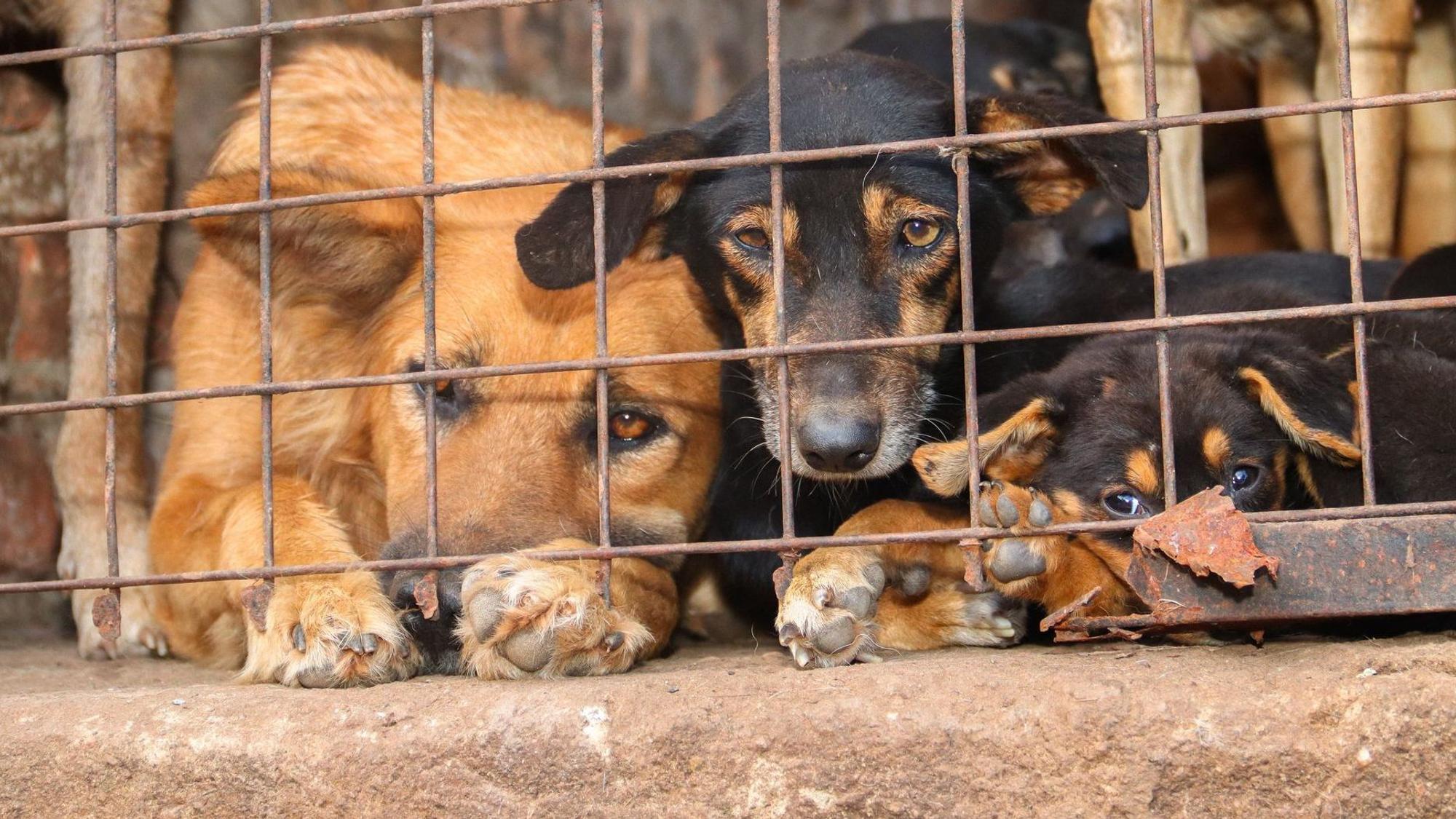 Missbrauchte Hunde in Uganda.