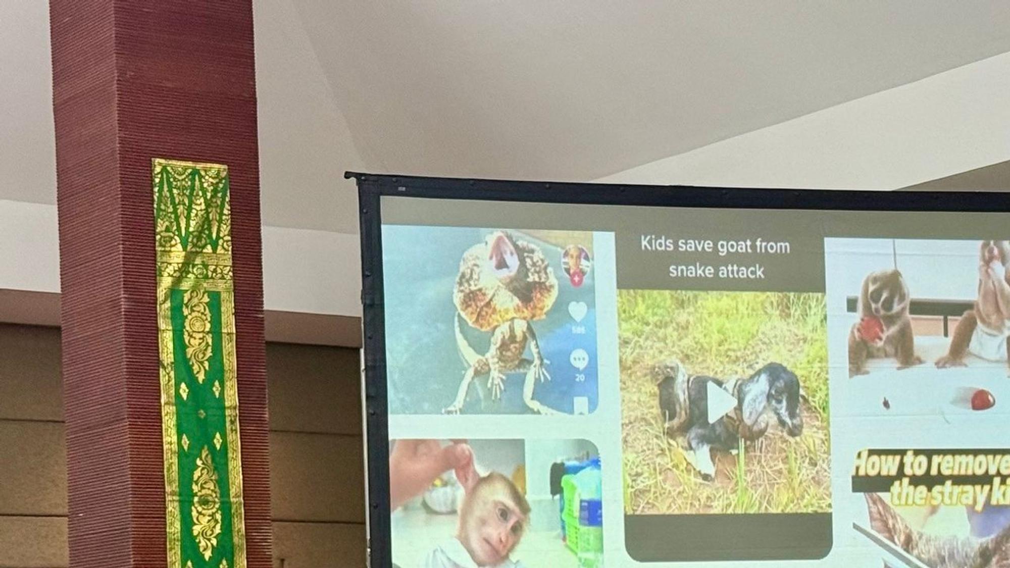 Fachkonferenz auf Bali zum Thema Tierleid in sozialen Medien