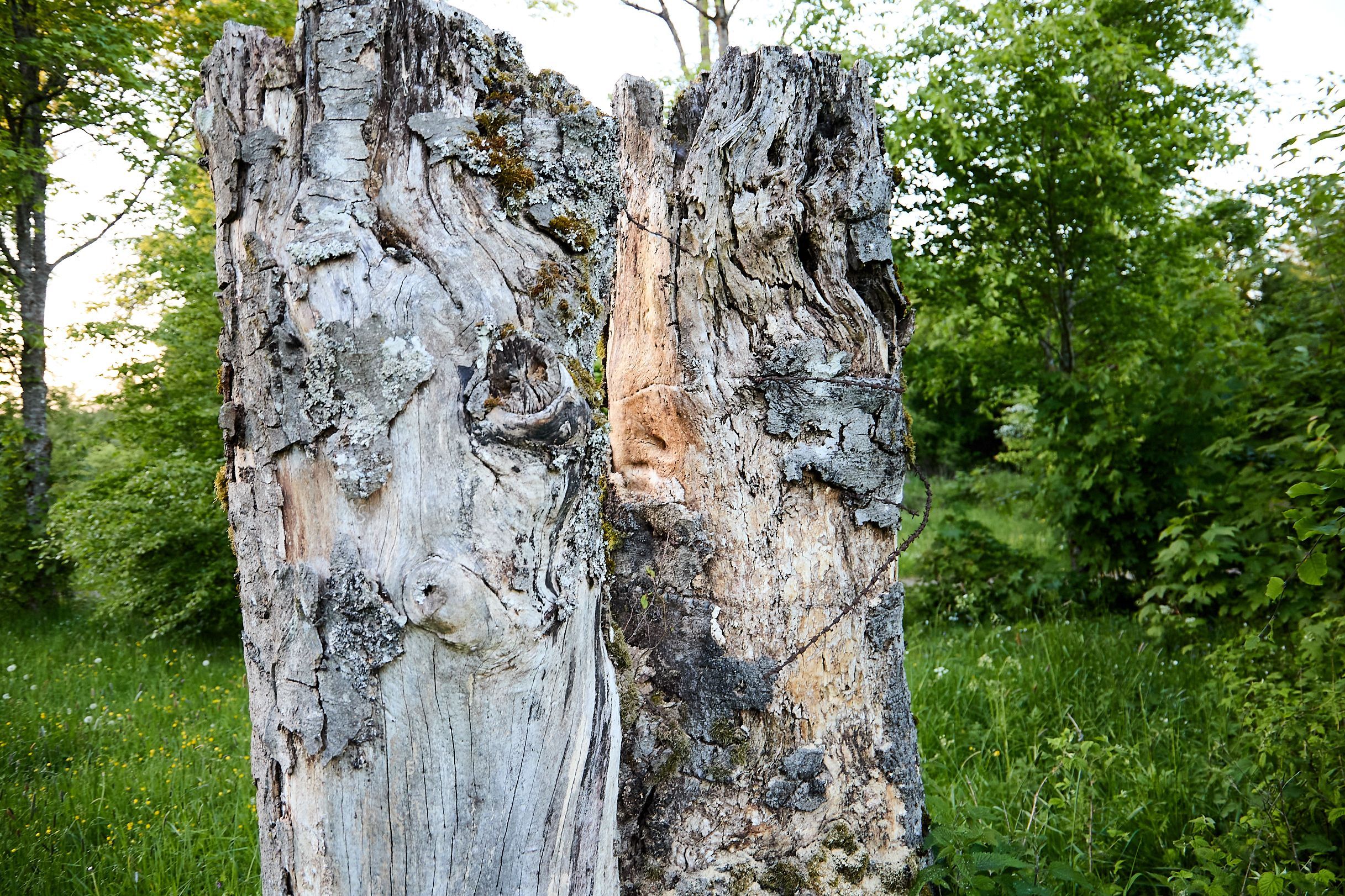 Wie ein Mahnmal stehen zwei Baumstümpfe, an denen noch die Reste des Stacheldrahtes hängen, mit dem das Lager eingefasst war, in der Abendsonne.