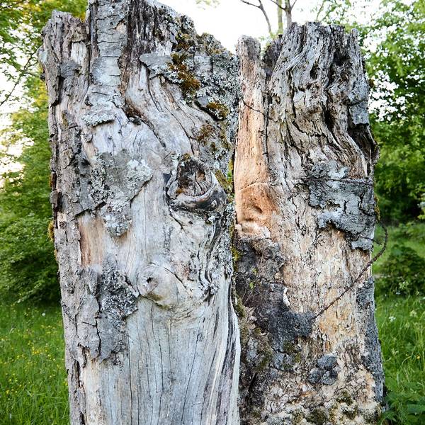 Wie ein Mahnmal stehen zwei Baumstümpfe, an denen noch die Reste des Stacheldrahtes hängen, mit dem das Lager eingefasst war, in der Abendsonne.