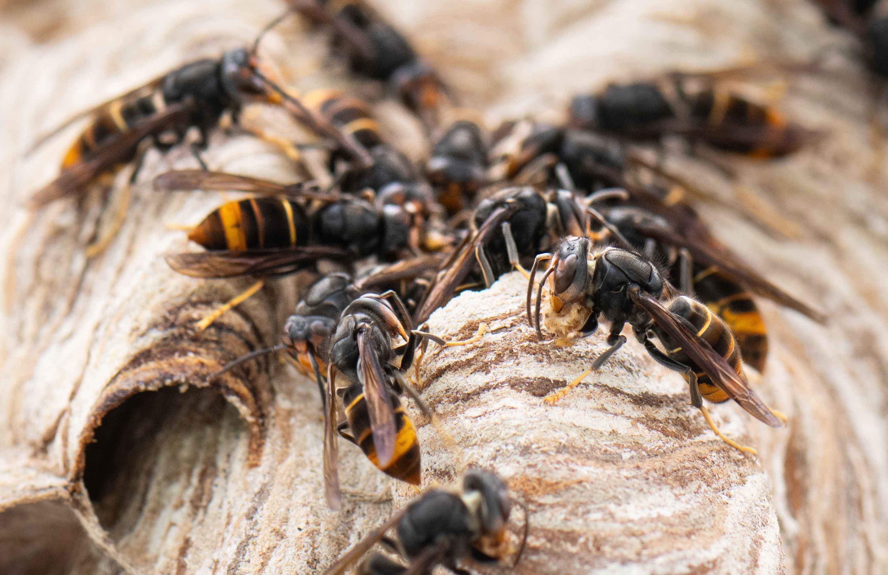 Bis zu 2000 Inssekten können in einem Nest der Asiatischen Hornisse leben.