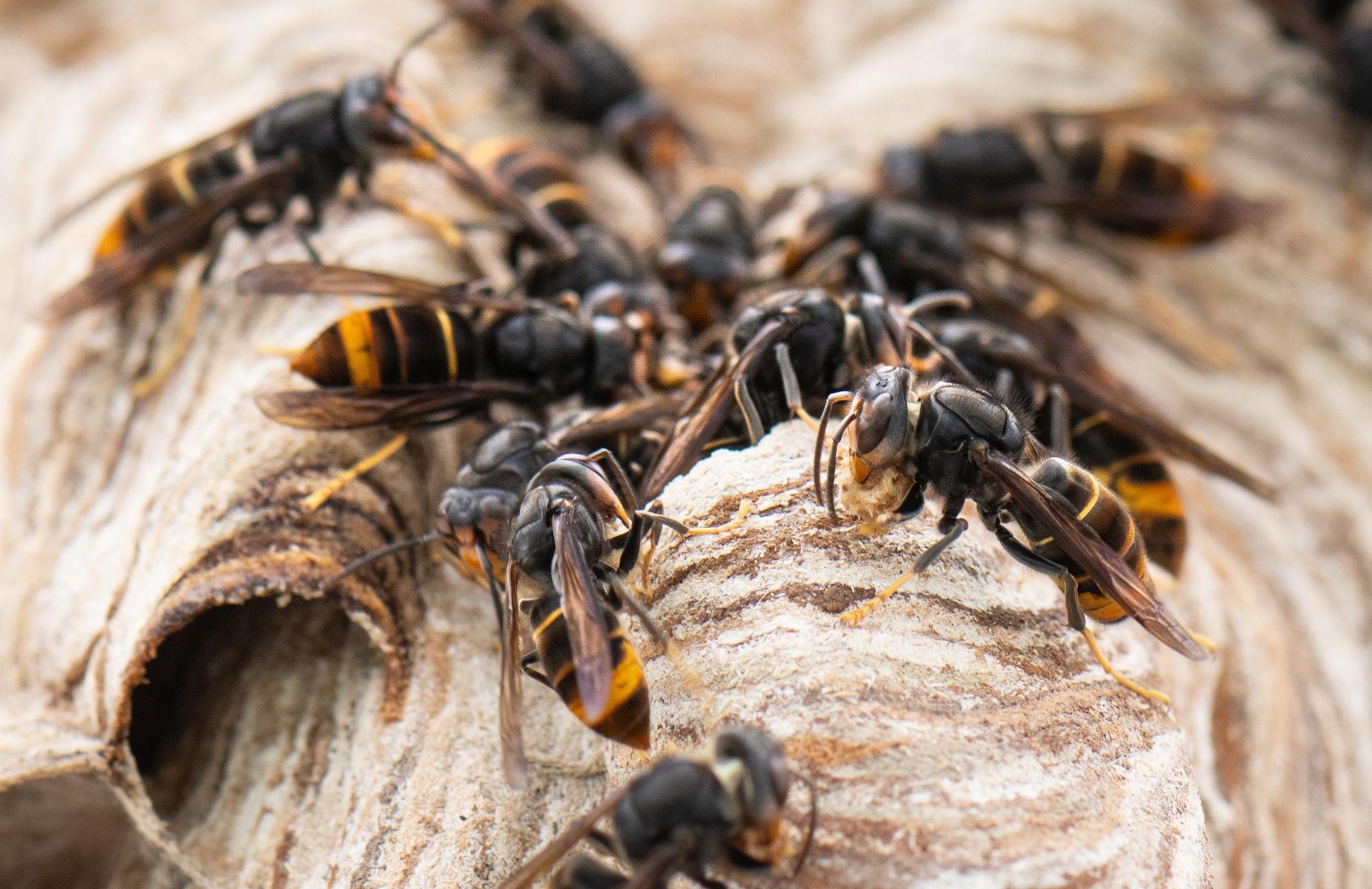 Bis zu 2000 Inssekten können in einem Nest der Asiatischen Hornisse leben.