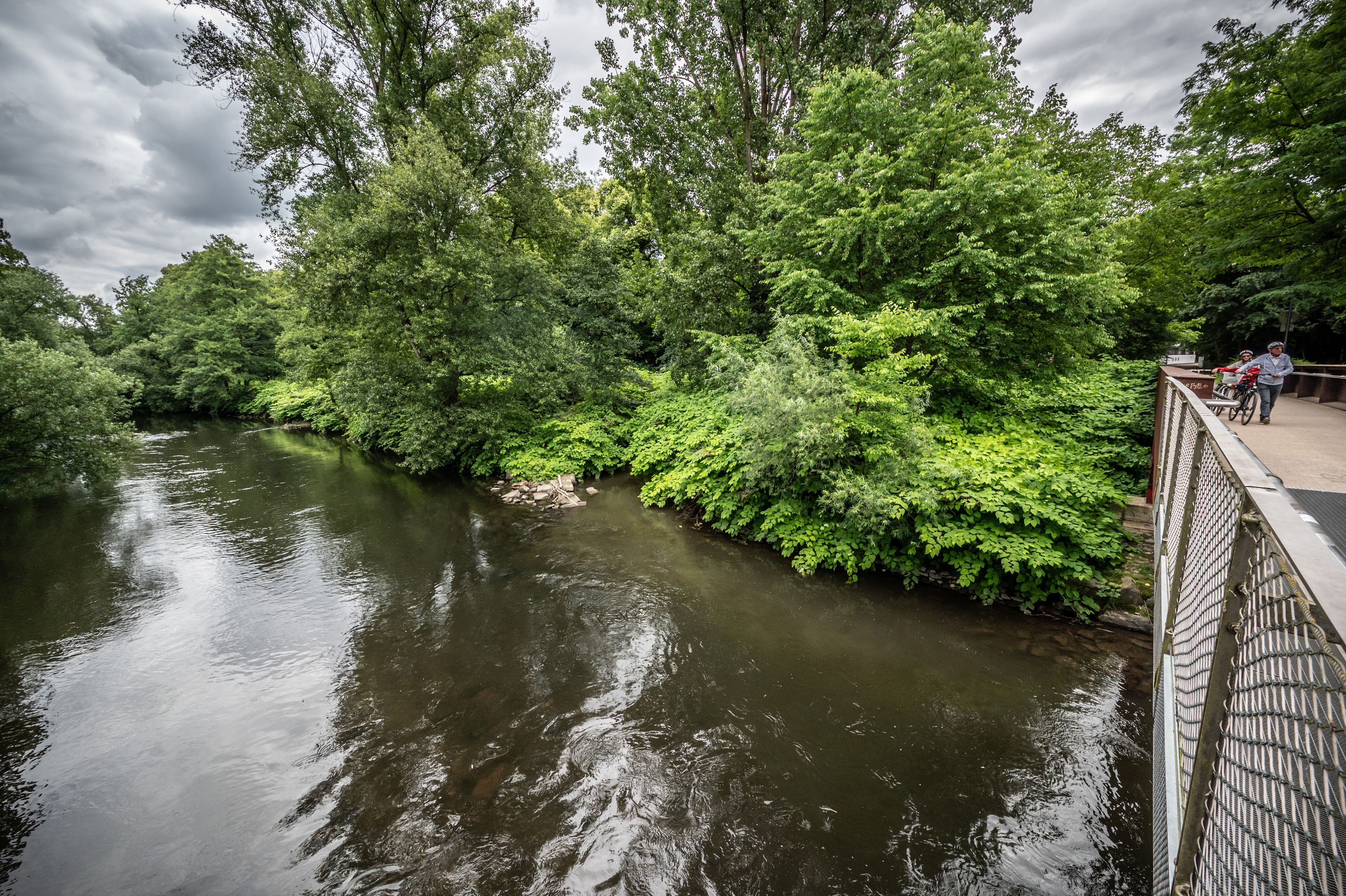 Wiembach: Die zugewachsene Mündung des Wiembachs in die Wupper ist an der Färbung im Wasser zu erkennen. Opladen. In dem Dickicht soll ein Deich liegen, den die TBL restaurieren will.