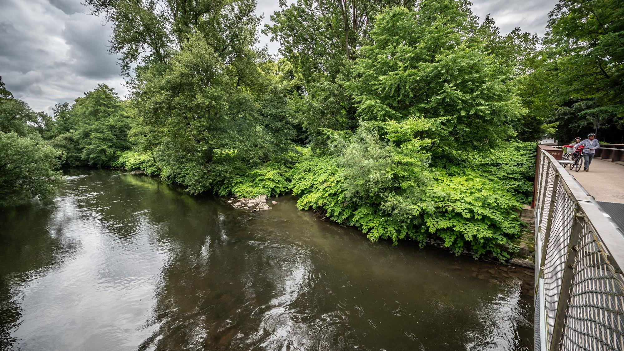 Wiembach: Die zugewachsene Mündung des Wiembachs in die Wupper ist an der Färbung im Wasser zu erkennen. Opladen. In dem Dickicht soll ein Deich liegen, den die TBL restaurieren will.