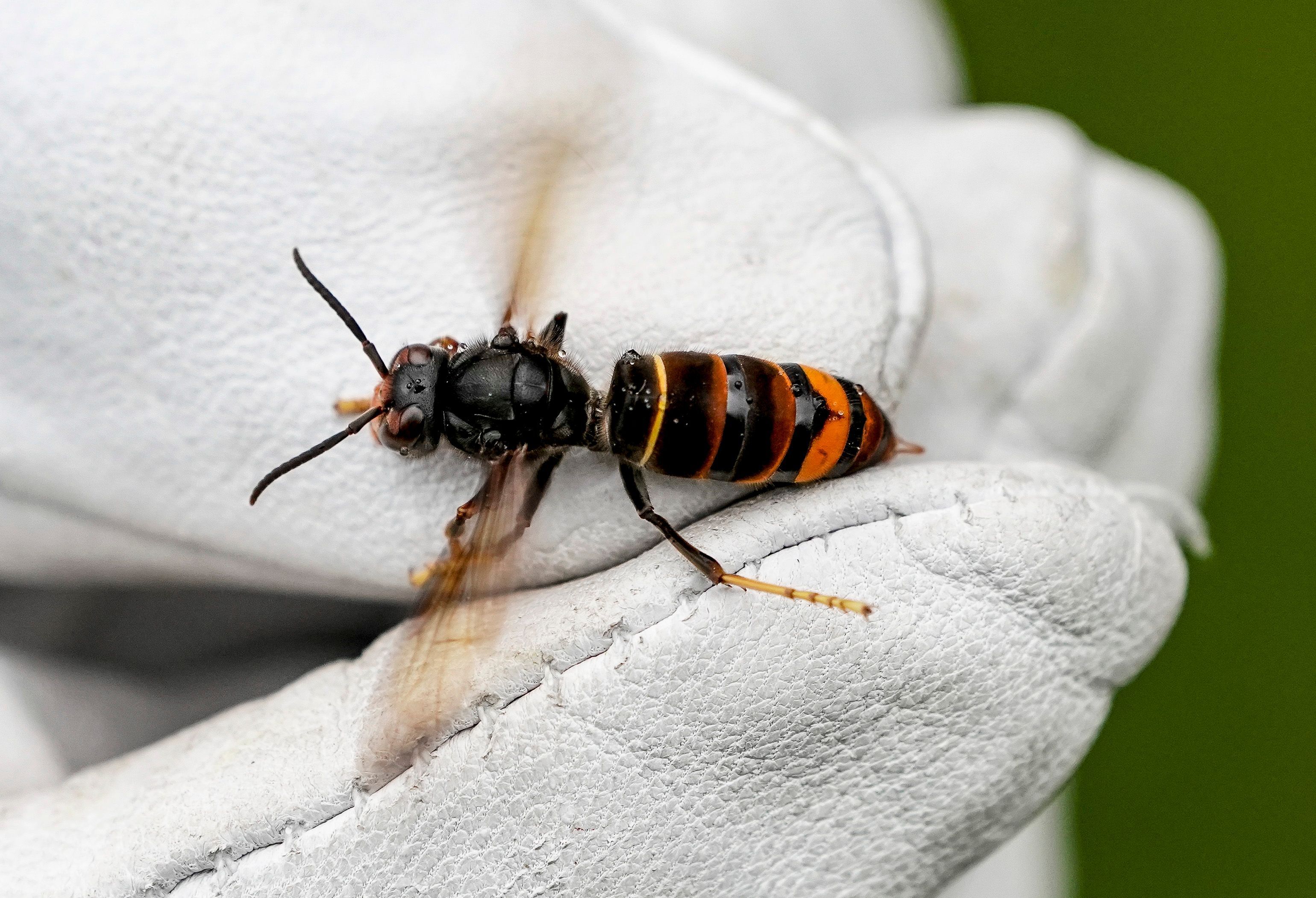 Eine Asiatische Hornisse (Vespa velutina nigrithorax) wird von einem Biologen mit einem Handschuh gehalten.