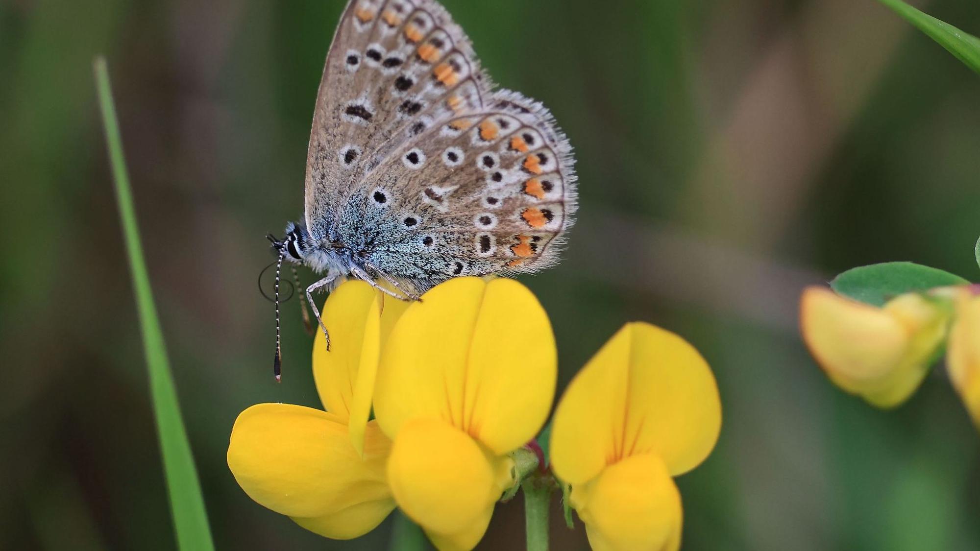 Schmetterlingsmonitoring