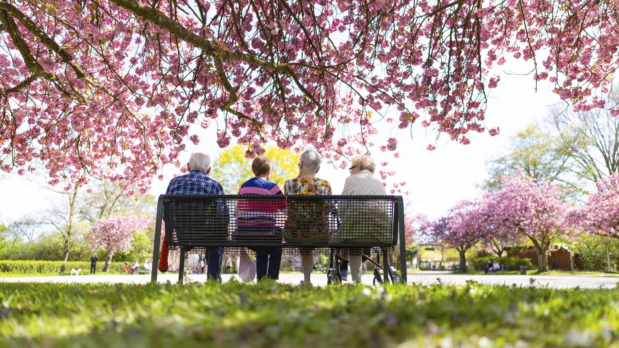 Gruppe von Senioren und Seniorinnen sitzt entspannt bei Sonnenschein im Frühling zur Zeit der Kirschblüte draußen im Park unter einem rosa blühenden Baum.