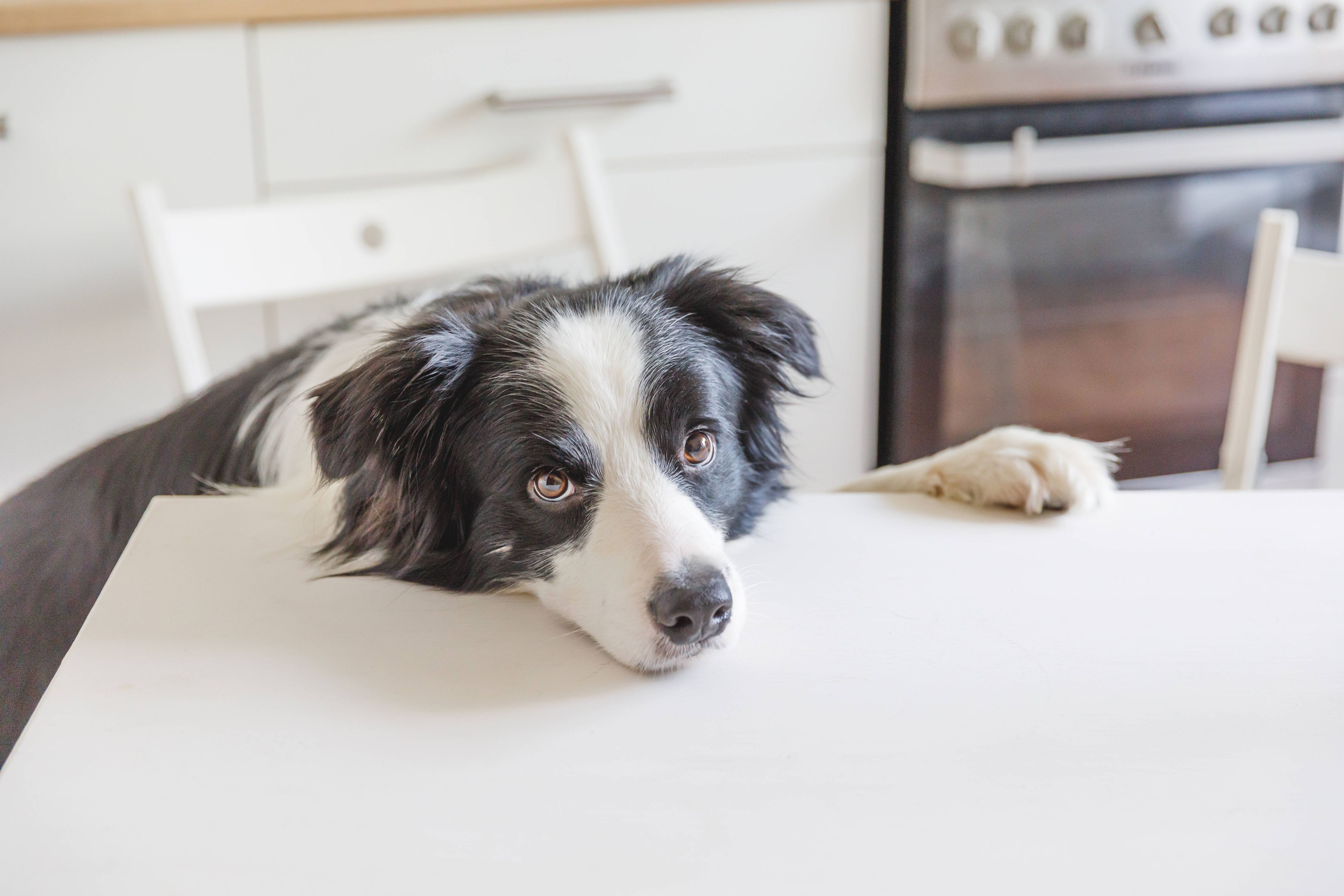Hungriger Border Collie sitzt auf einem Tisch in einer modernen Küche und wartet mit Hundaugen und lustigem Gesicht auf sein Futter.